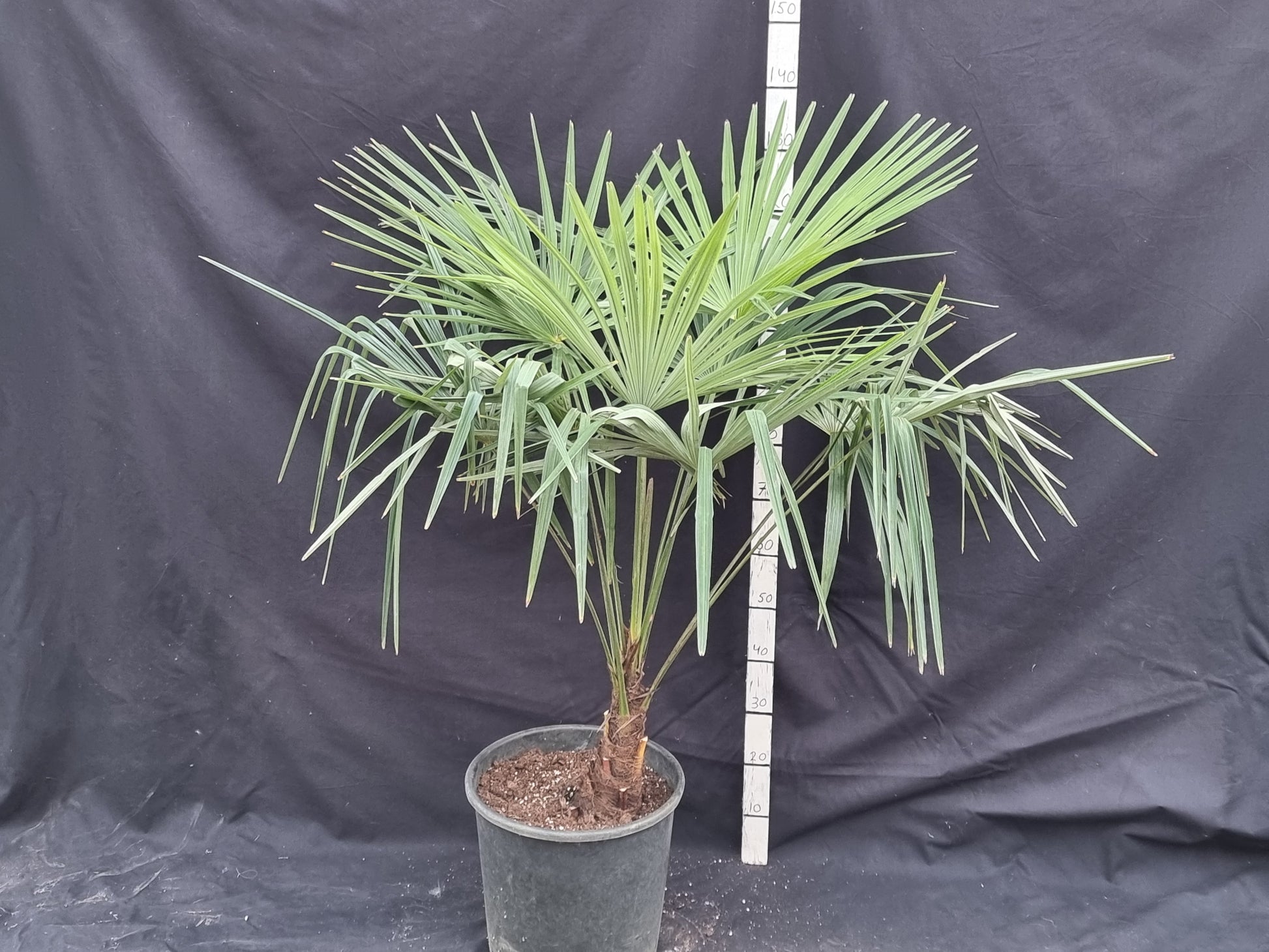 Trachycarpus fortunei var. Nainital