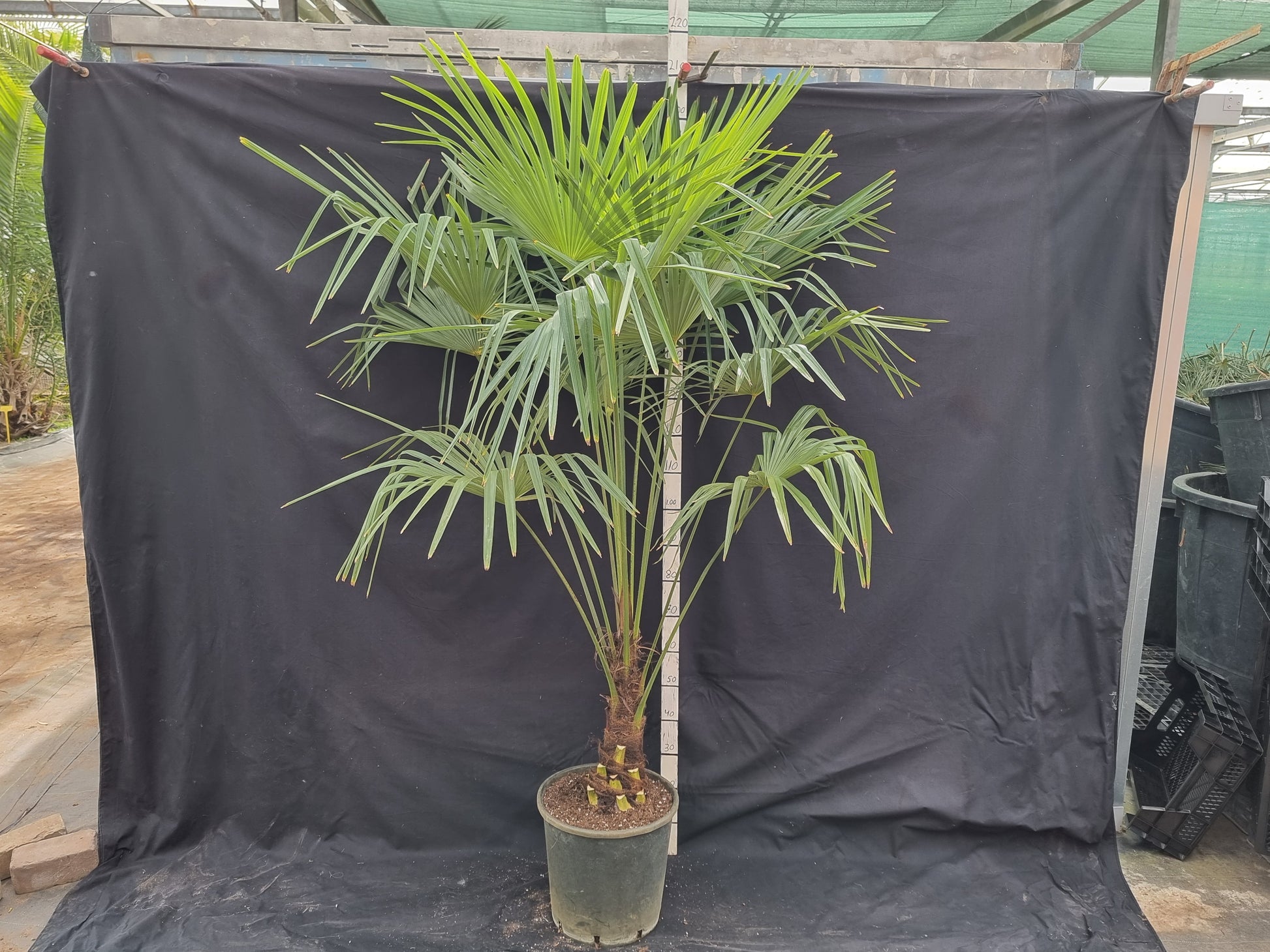 Trachycarpus fortunei 100x ⚠️ Not shippable, pick-up only