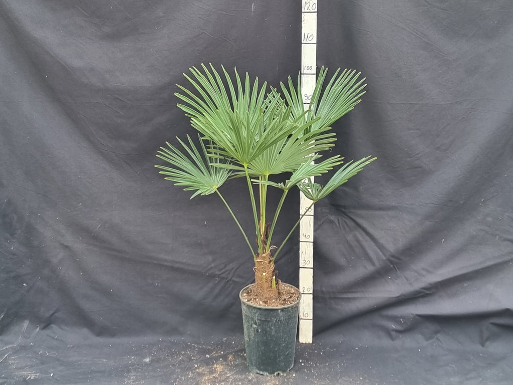 Trachycarpus fortunei var. wagnerianus
