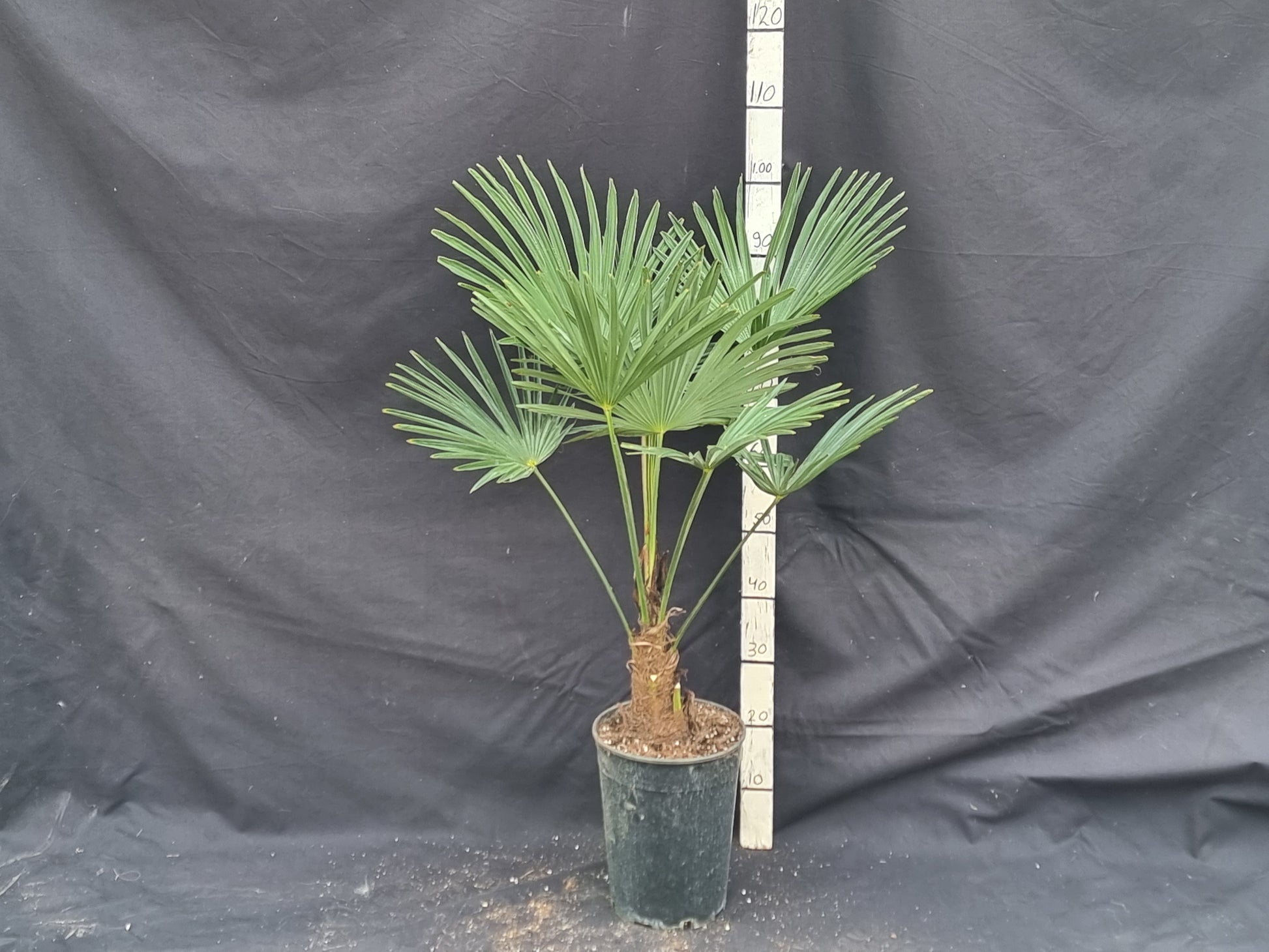 Trachycarpus fortunei var. wagnerianus