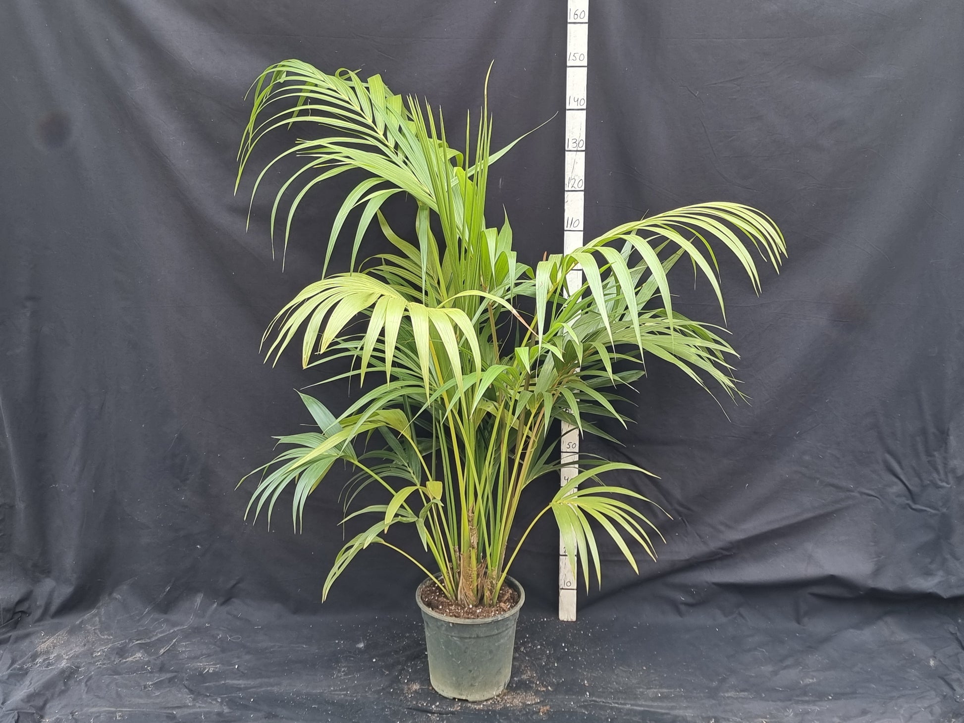Howea fosteriana