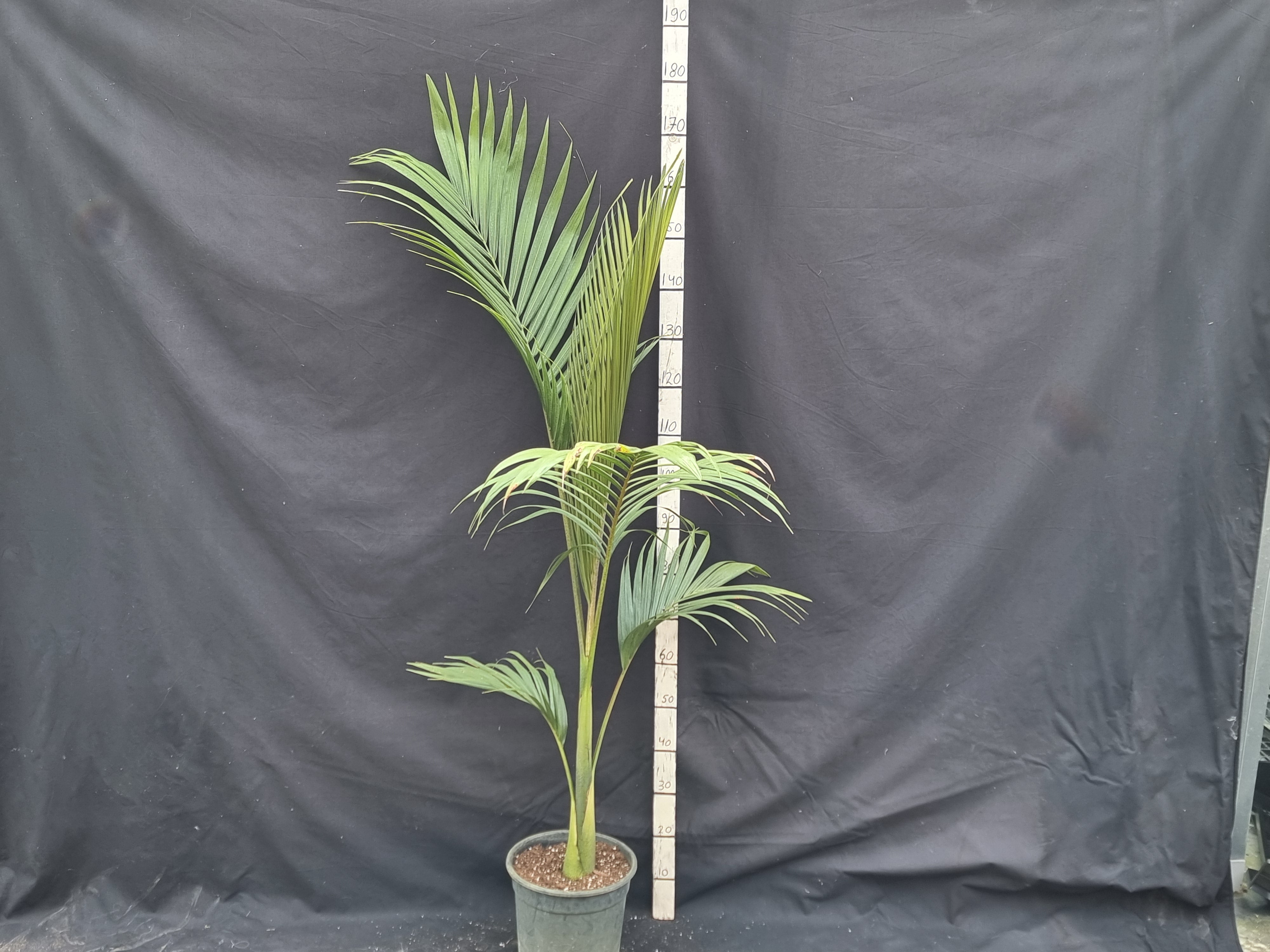 Palms – Coldpalm