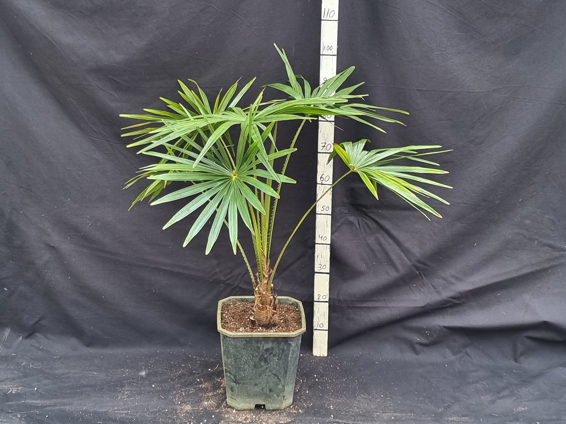 Livistona australis