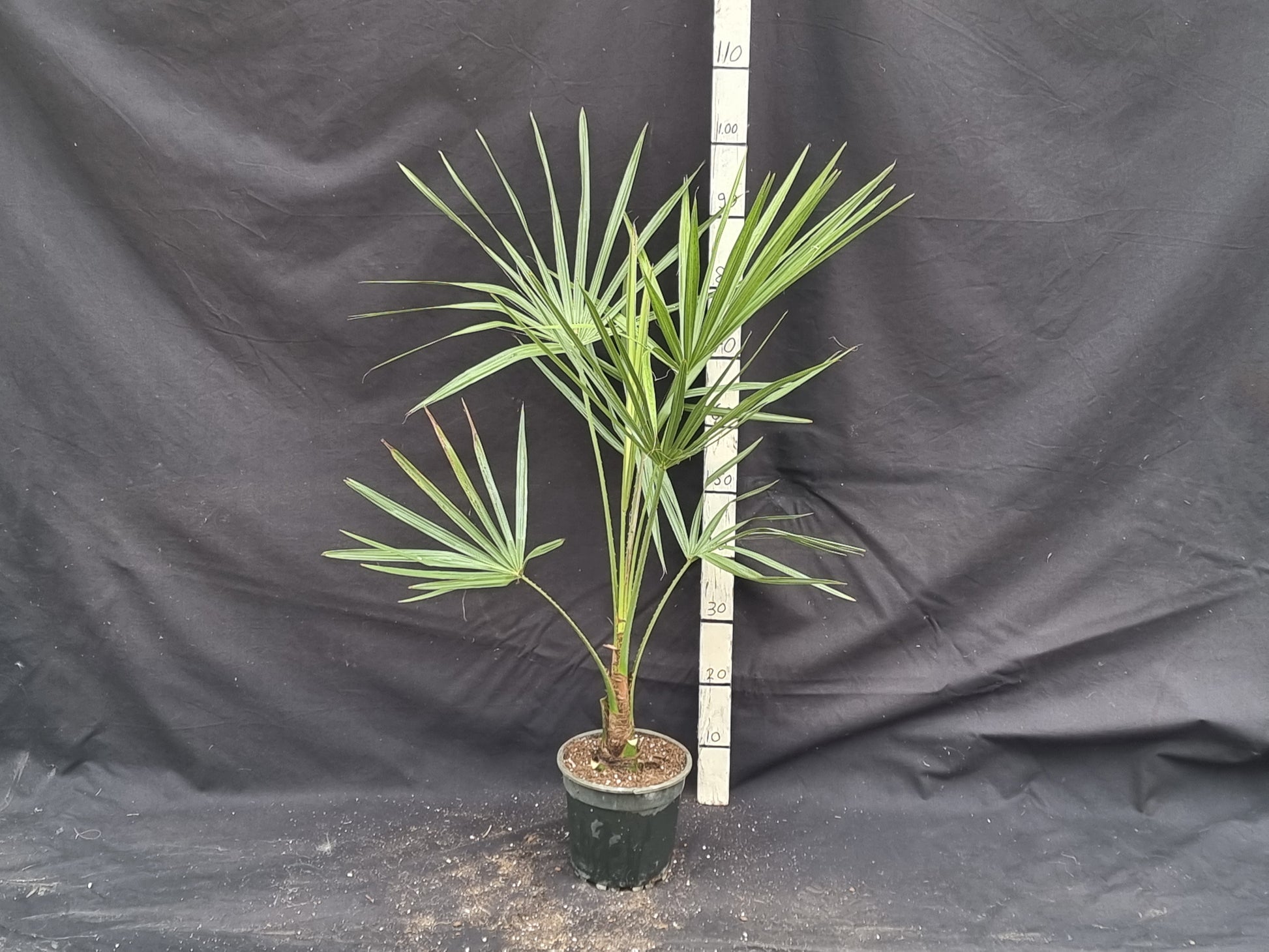 Livistona decora