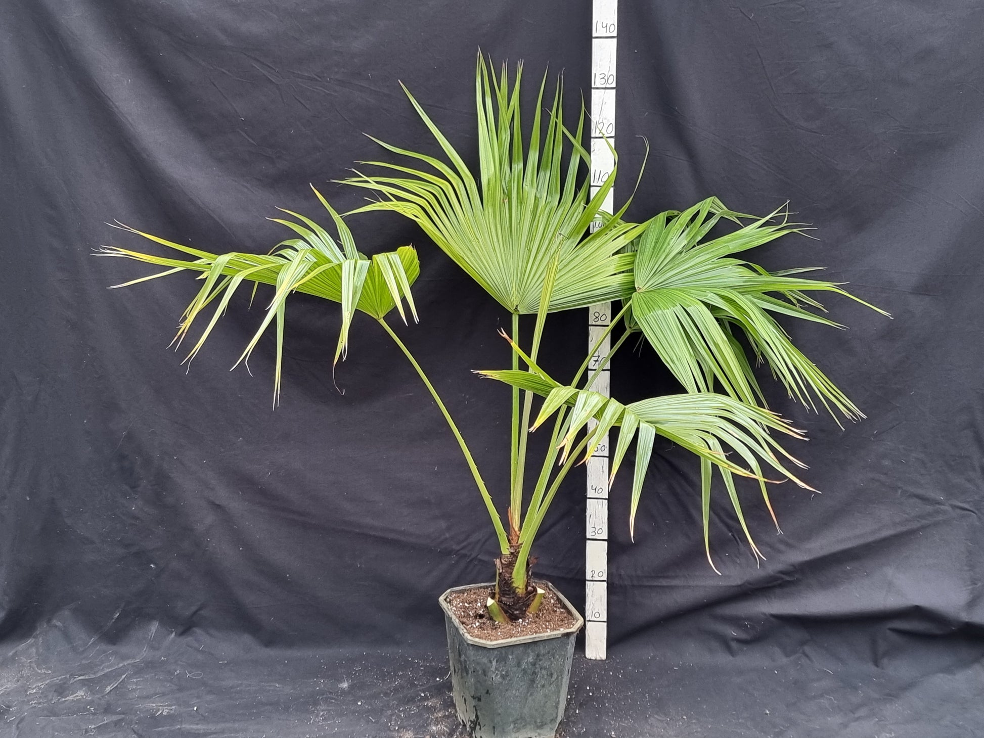Livistona chinensis