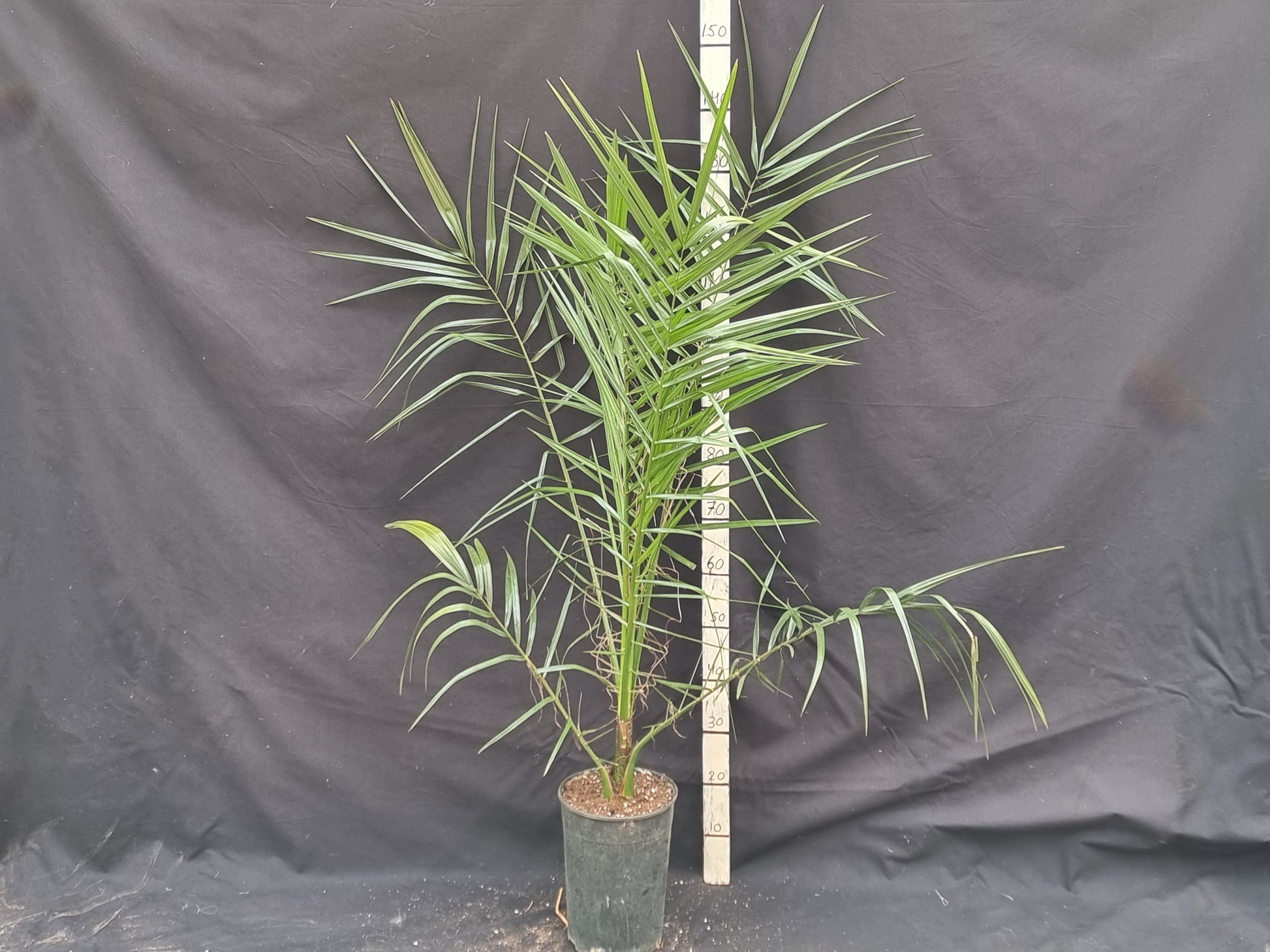 Phoenix canariensis X reclinata