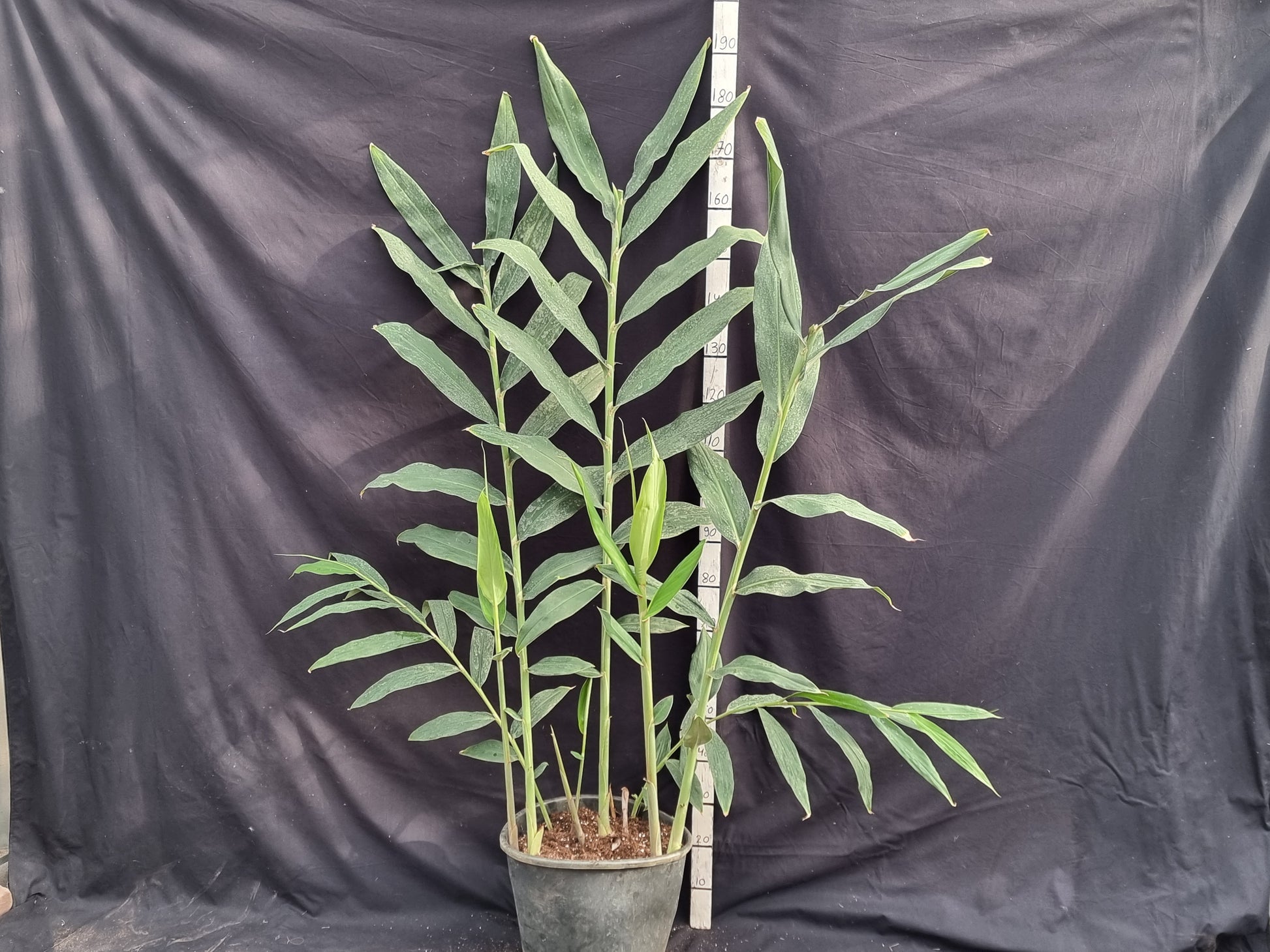 Hedychium coccineum 'aurantiacum'