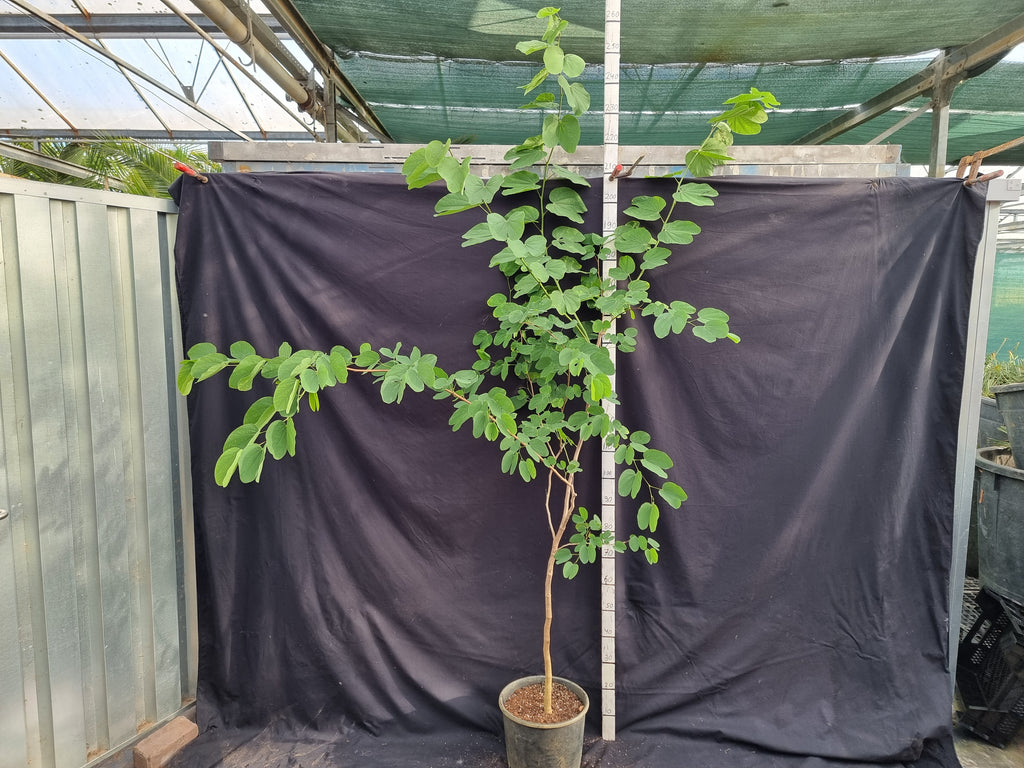 Bauhinia purpurea ⚠️ Not shippable, pick-up only