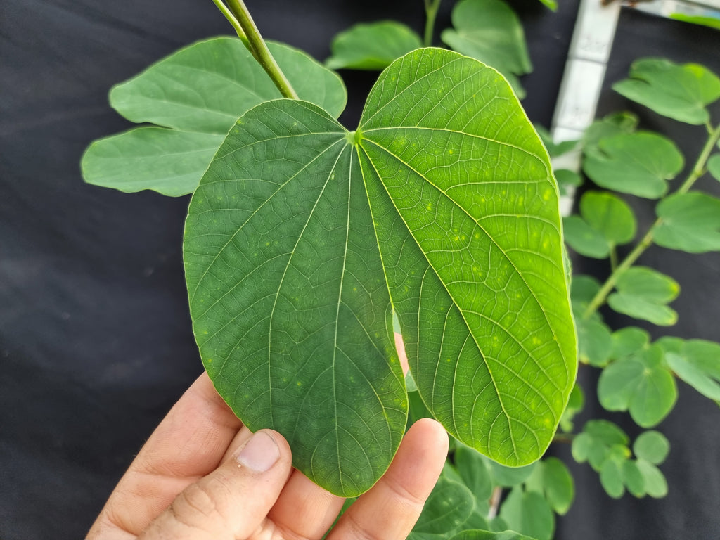 Bauhinia purpurea ⚠️ Not shippable, pick-up only