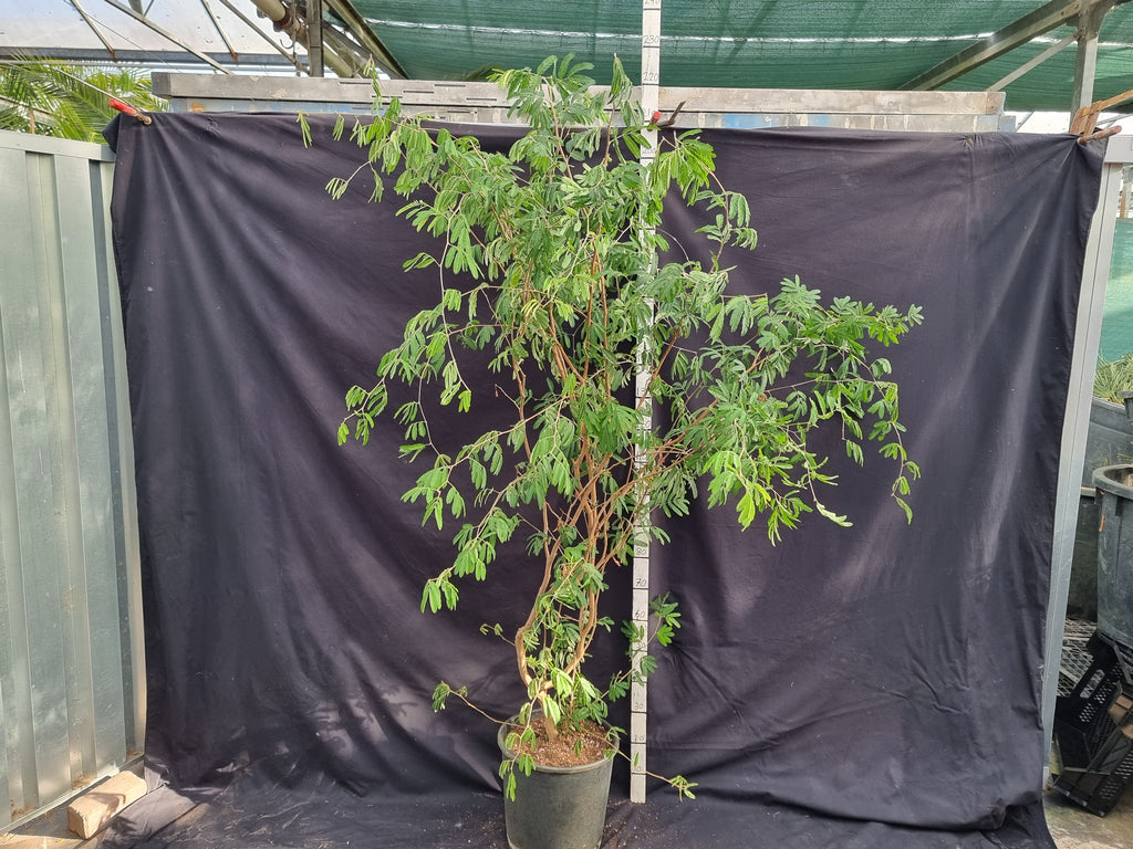 Calliandra tweediei ⚠️ Not shippable, pick-up only