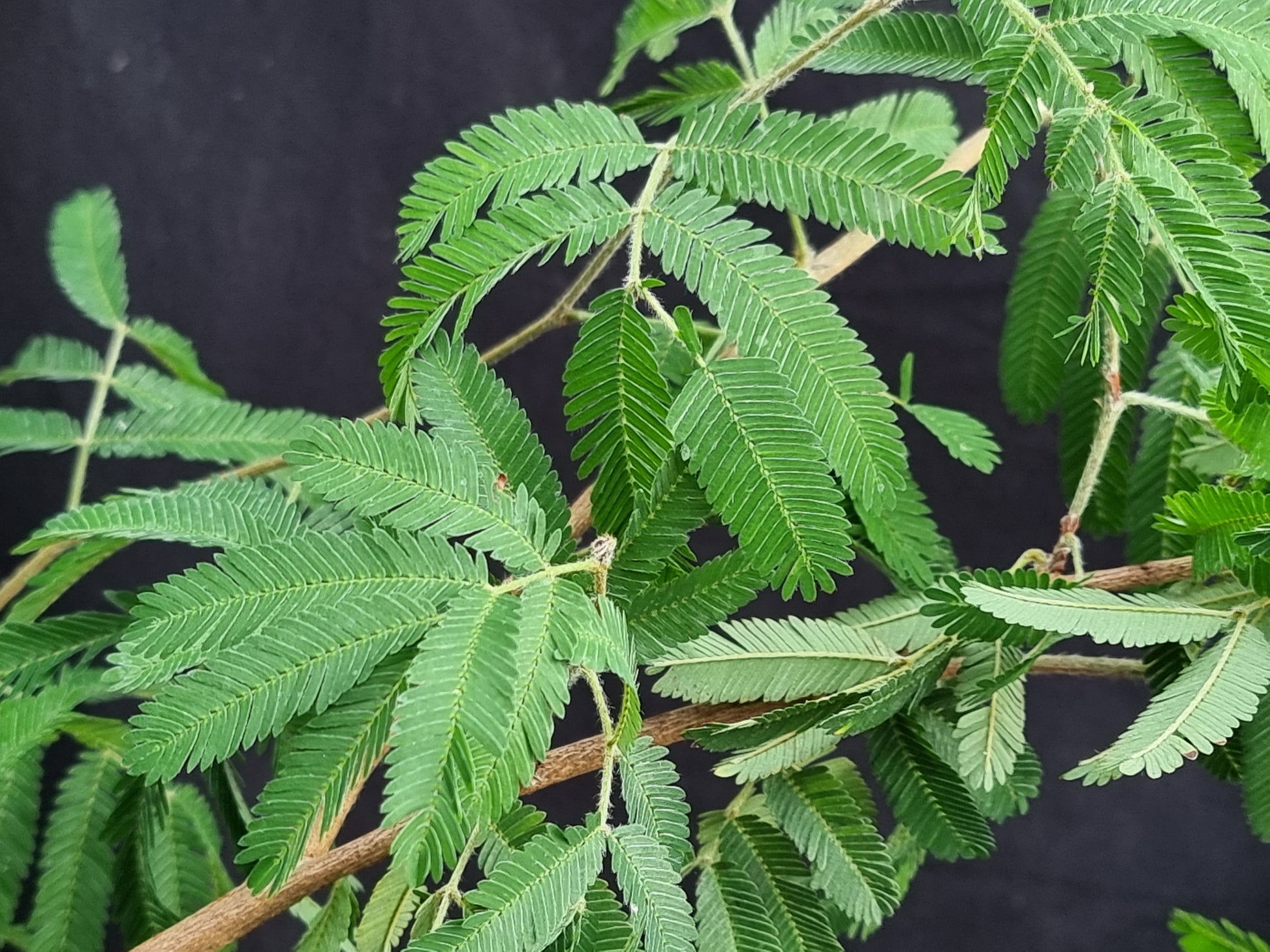 Calliandra tweediei ⚠️ Not shippable, pick-up only