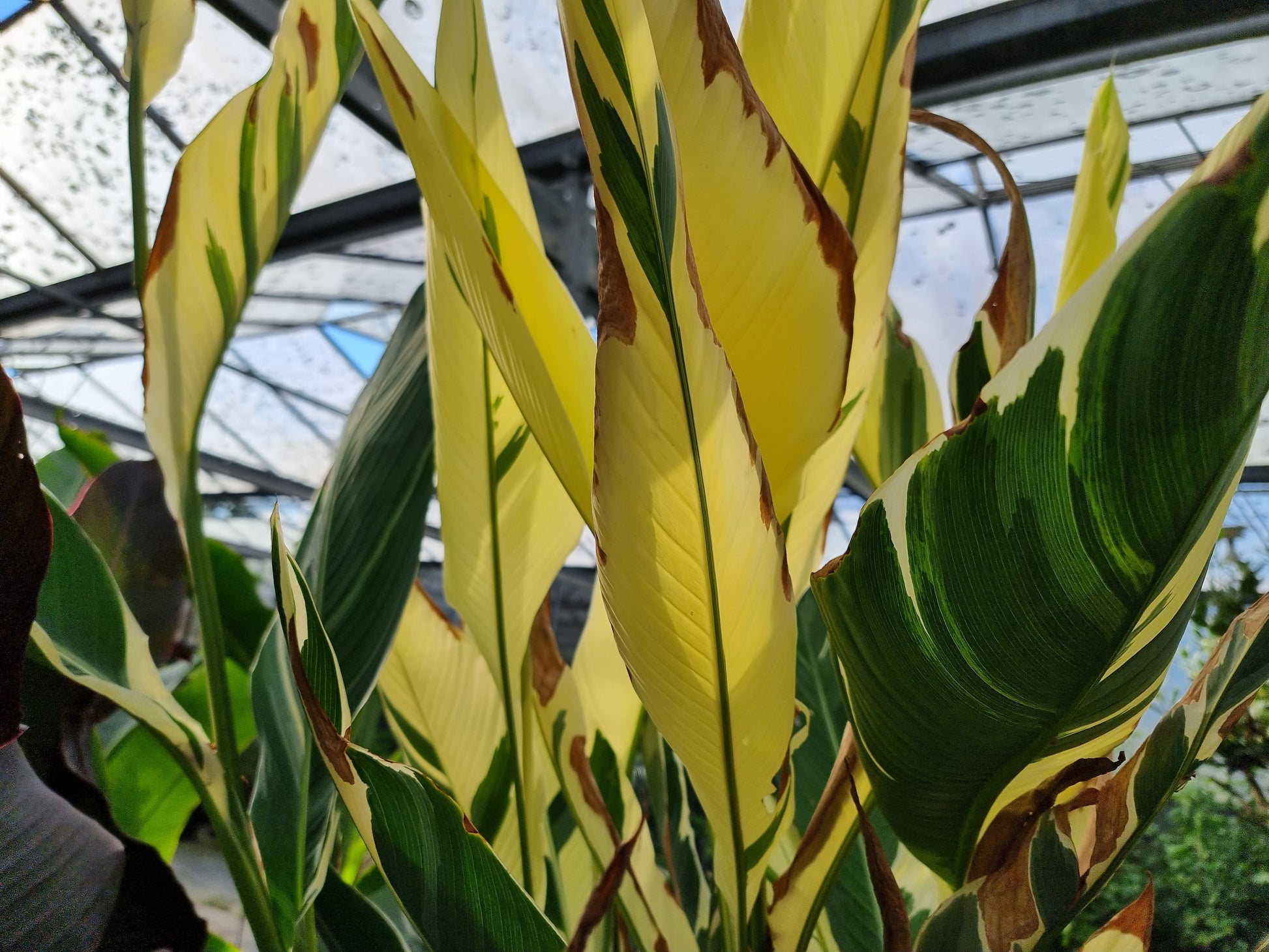 Canna cv. Stuttgart