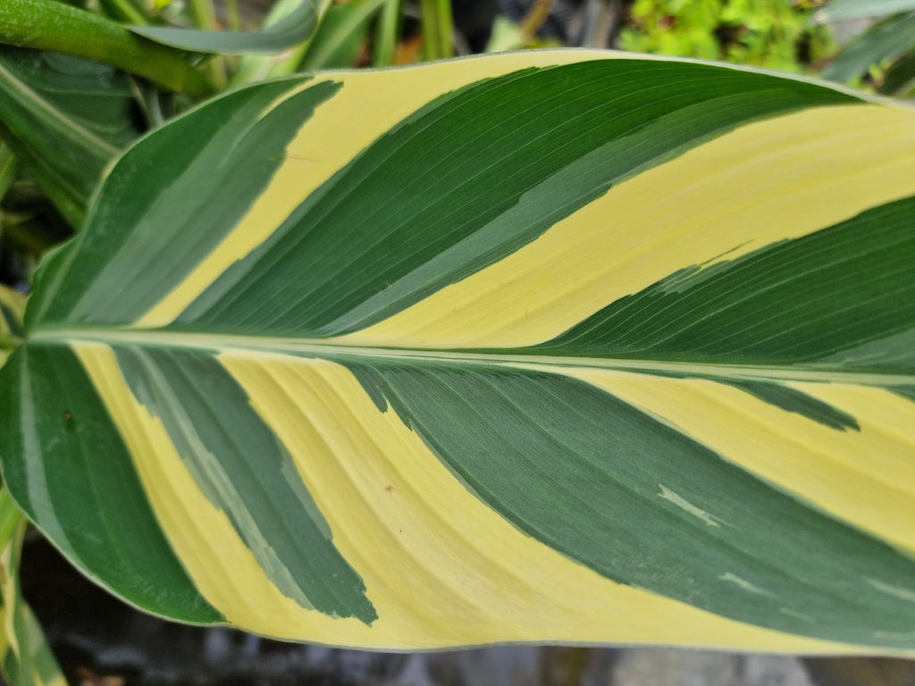 Canna cv. Stuttgart