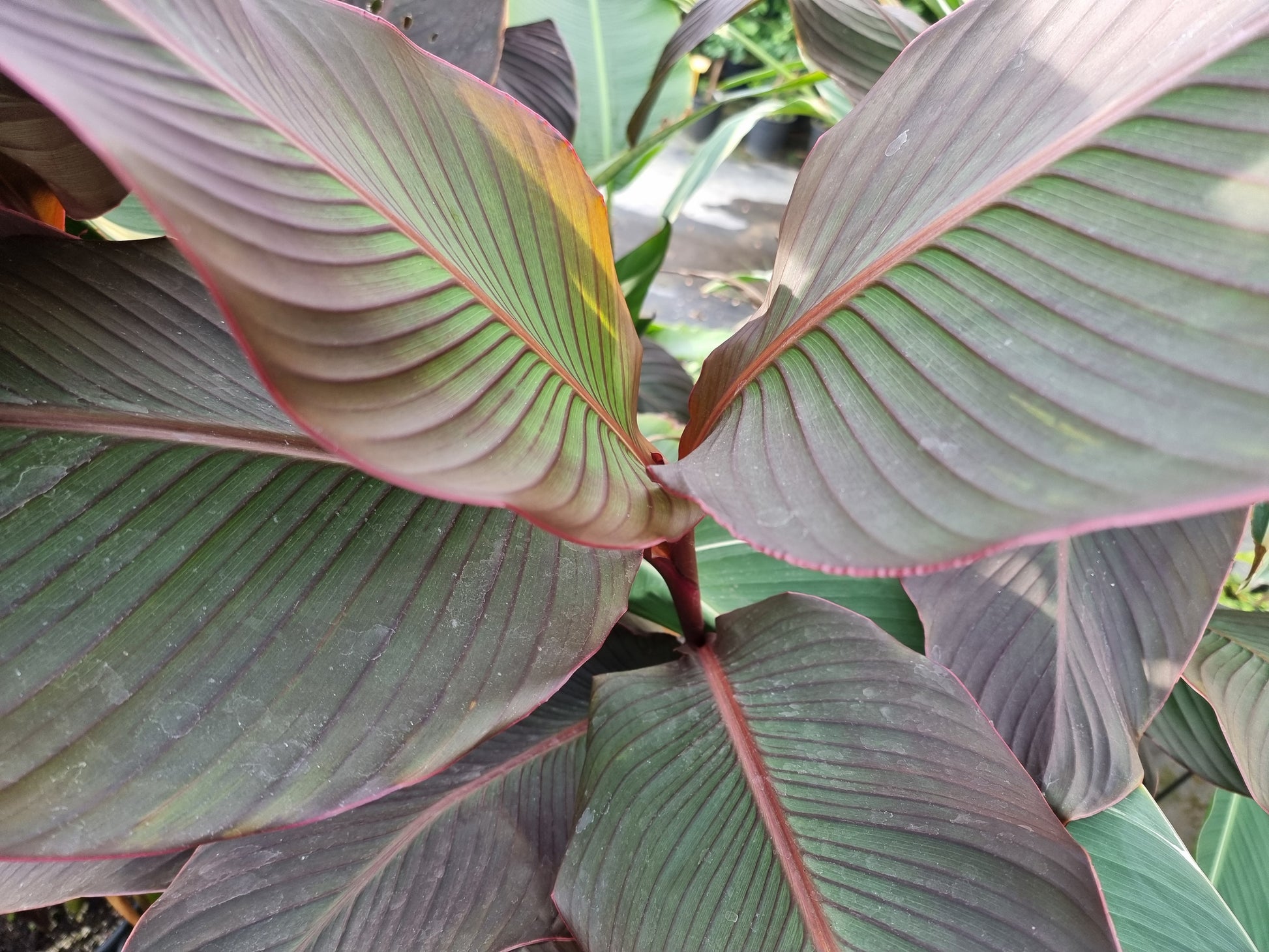 Canna musafolia var. Rubrum
