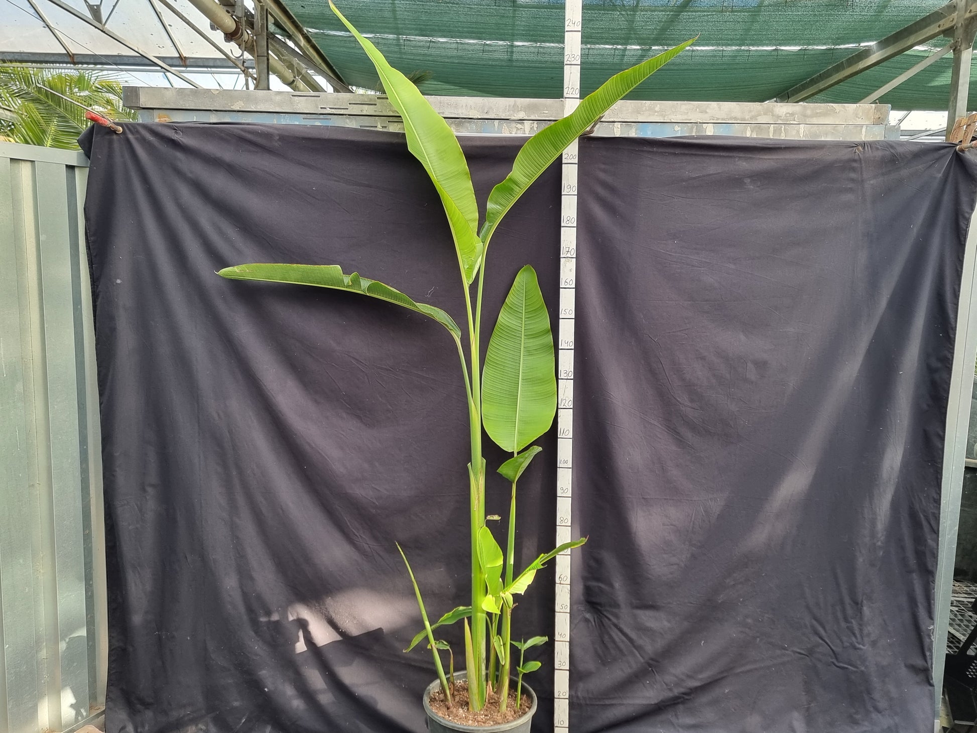 Heliconia schiedeana