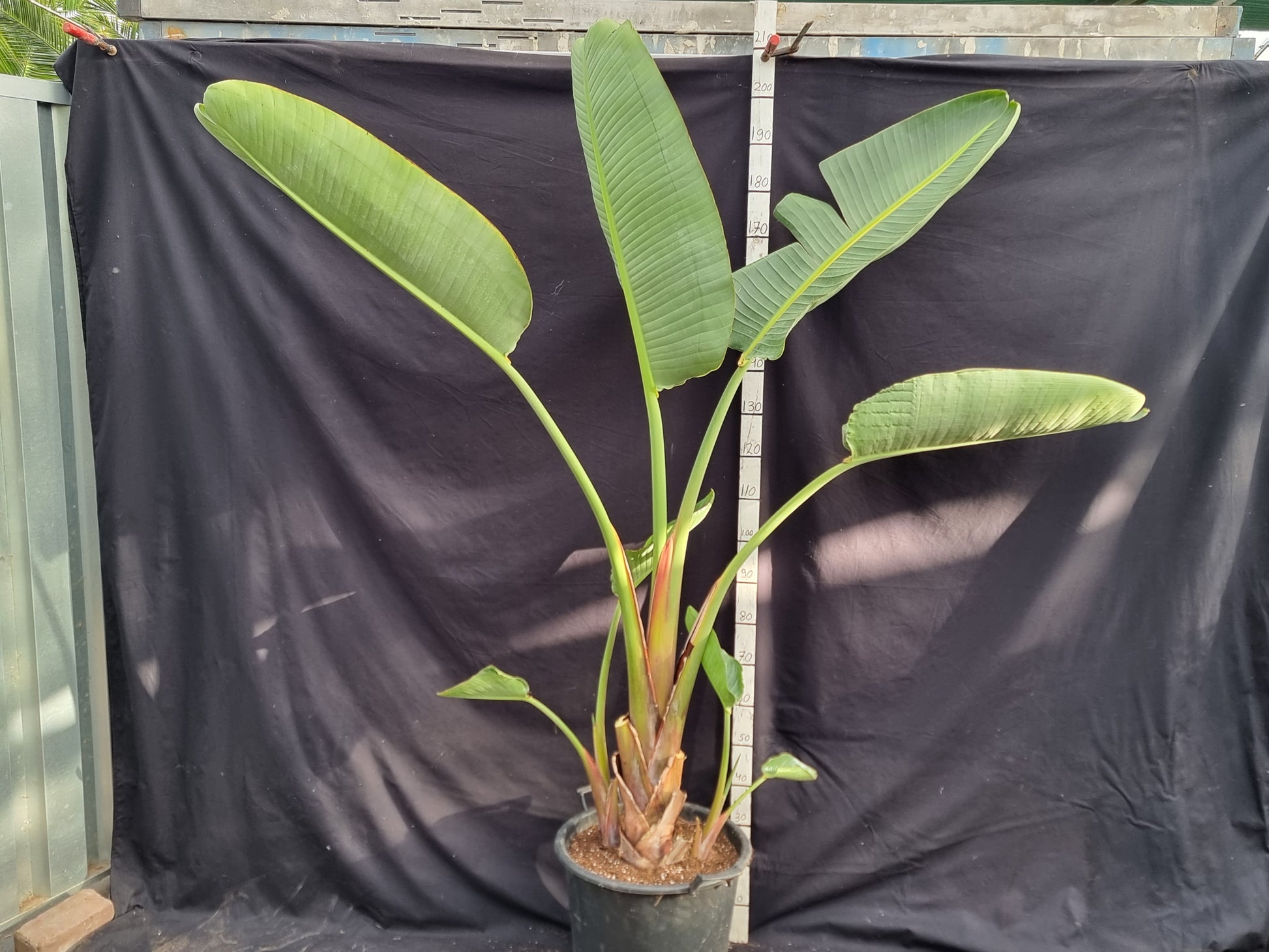 Strelitzia nicolai ⚠️ Not shippable, pick-up only