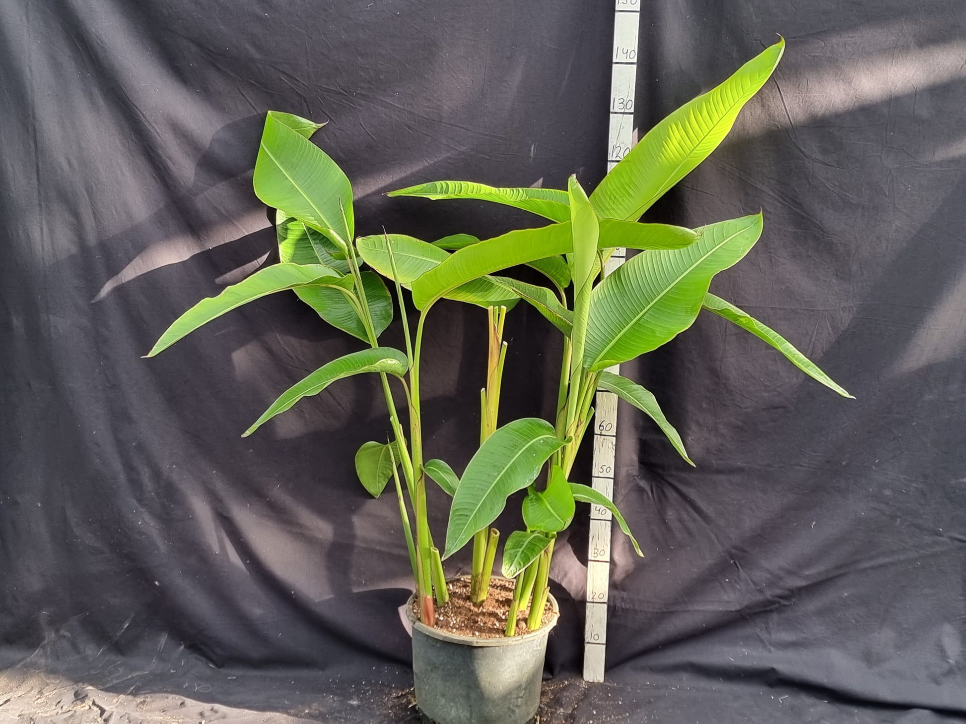 Heliconia X pendulata 'Spotty stems'