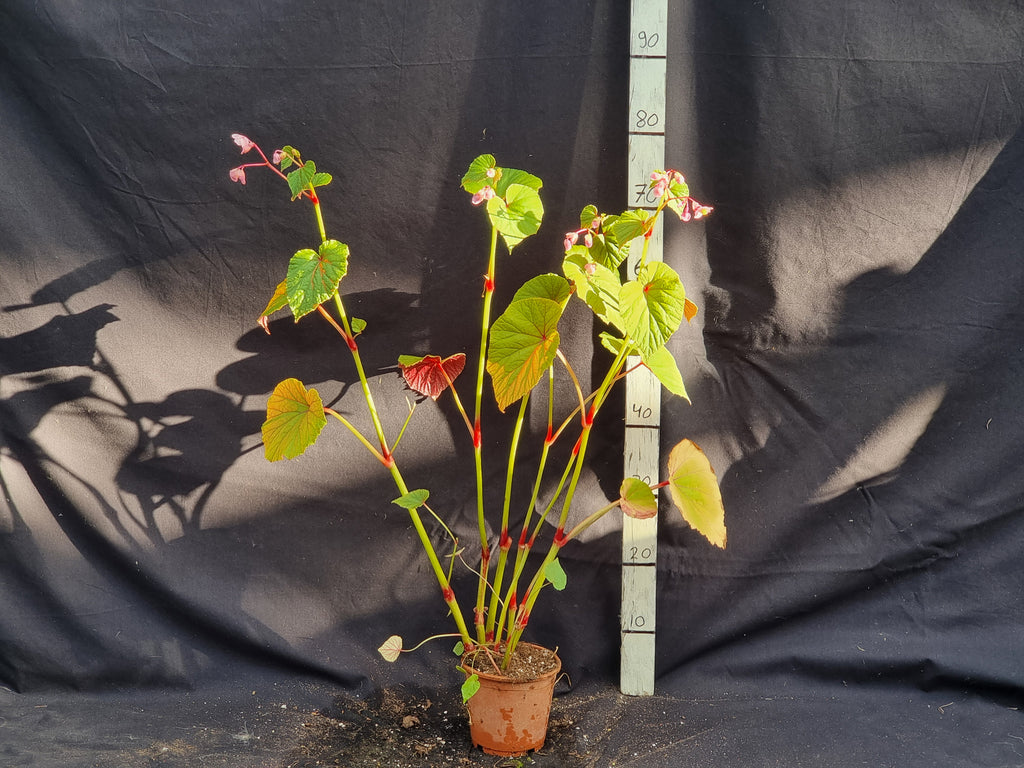 Begonia grandis
