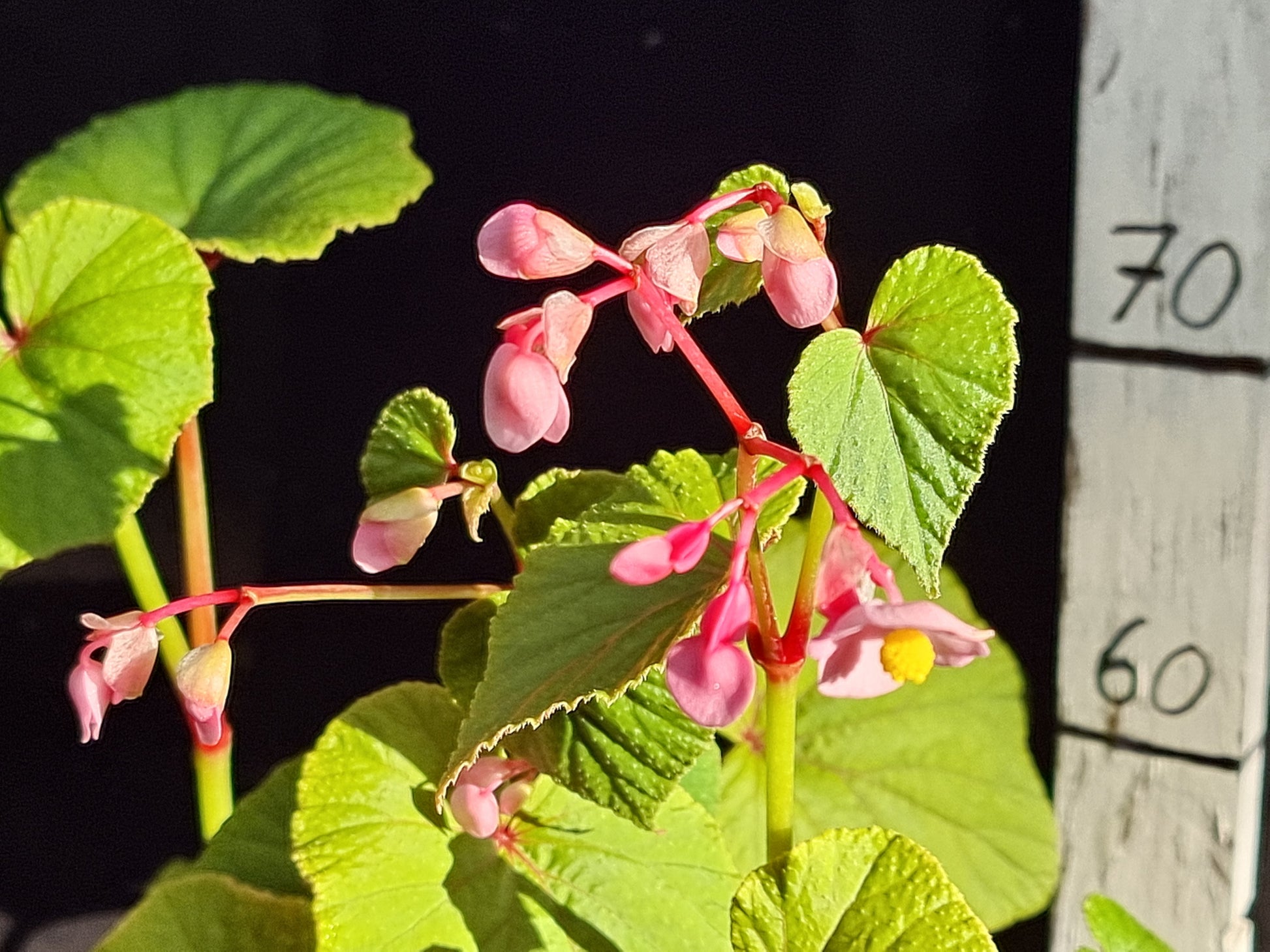 Begonia grandis