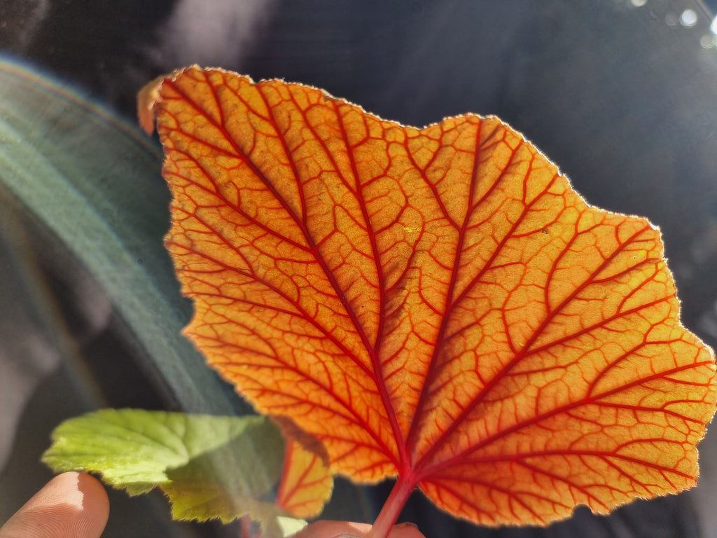 Begonia grandis