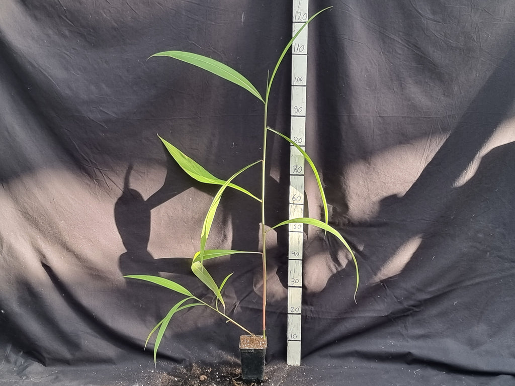 Setaria palmifolia