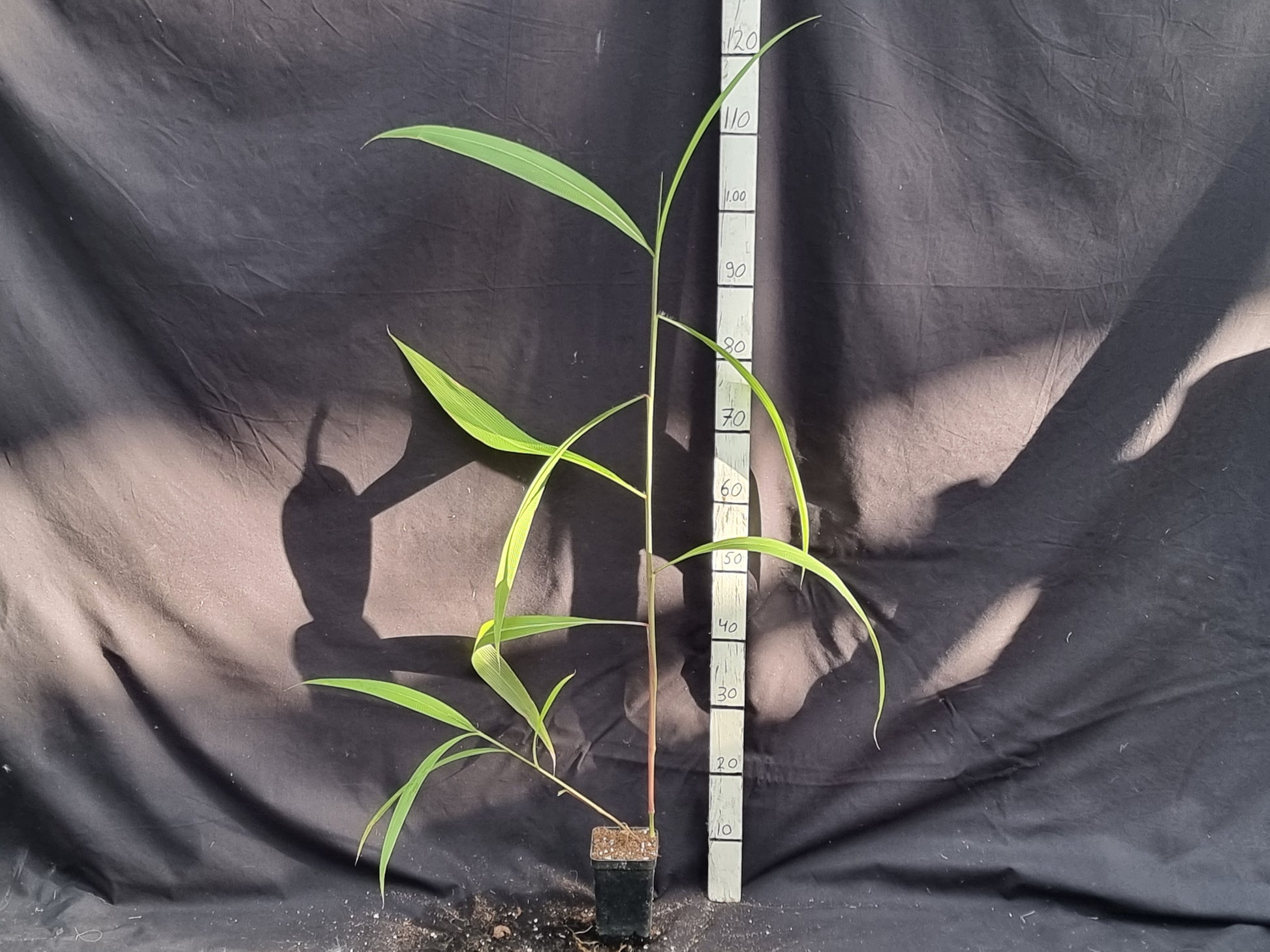 Setaria palmifolia