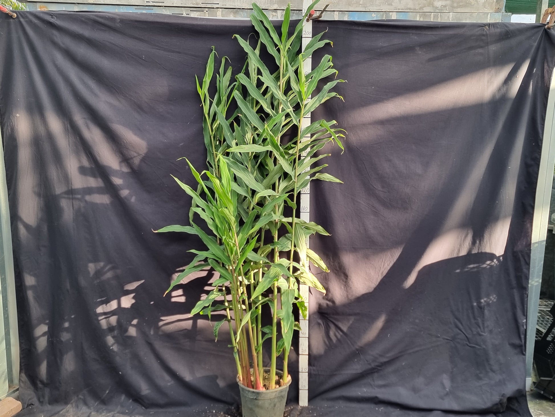 Hedychium cv. Samsheri