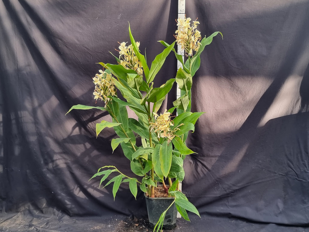 Hedychium gardnerianum