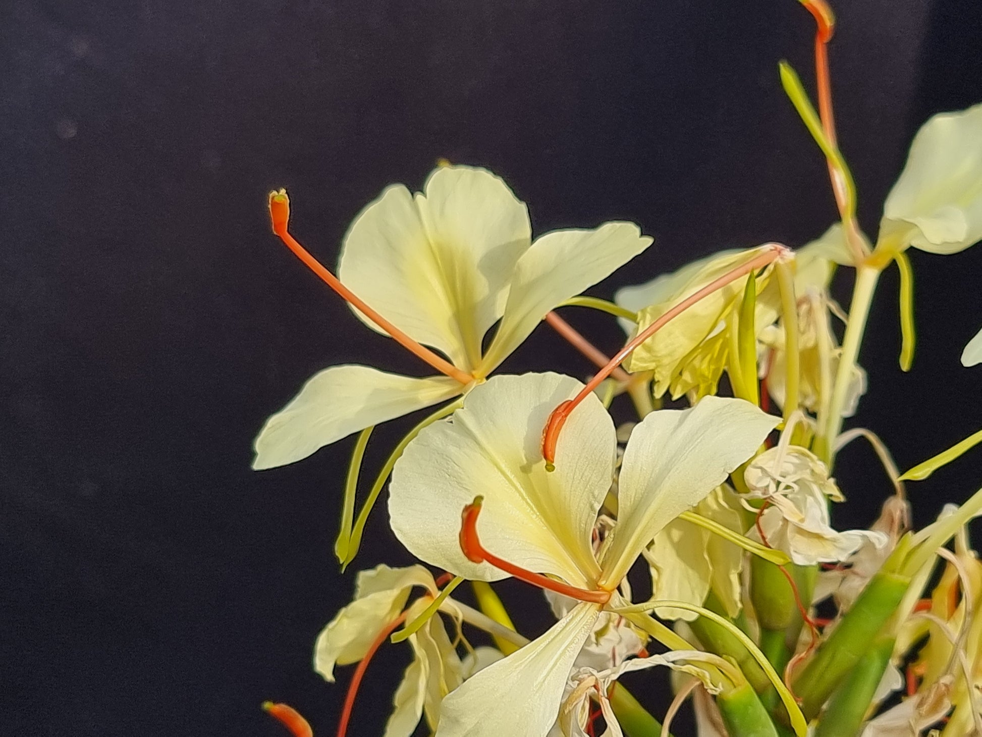 Hedychium gardnerianum