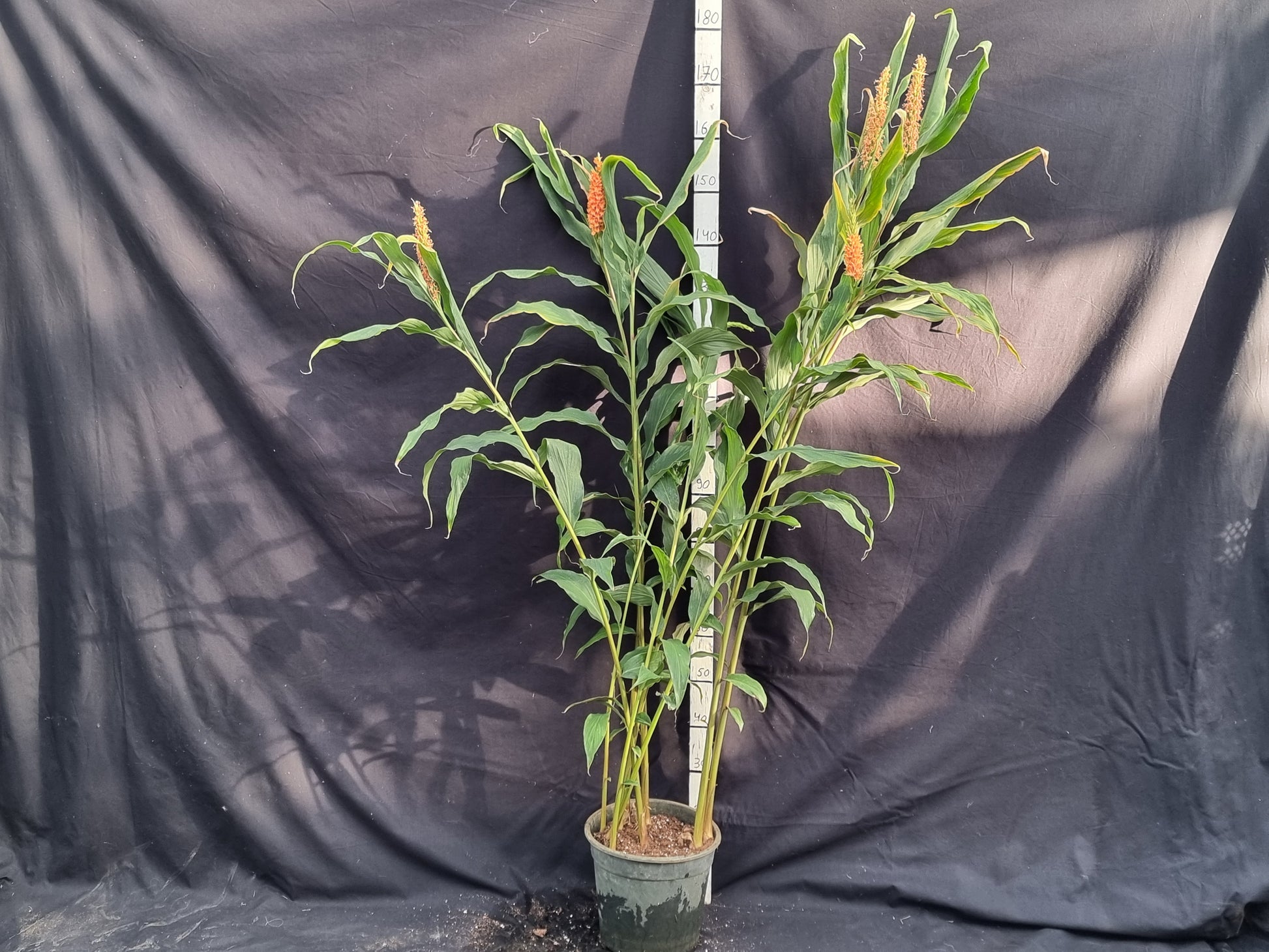 Hedychium densiflorum 'Assam orange'