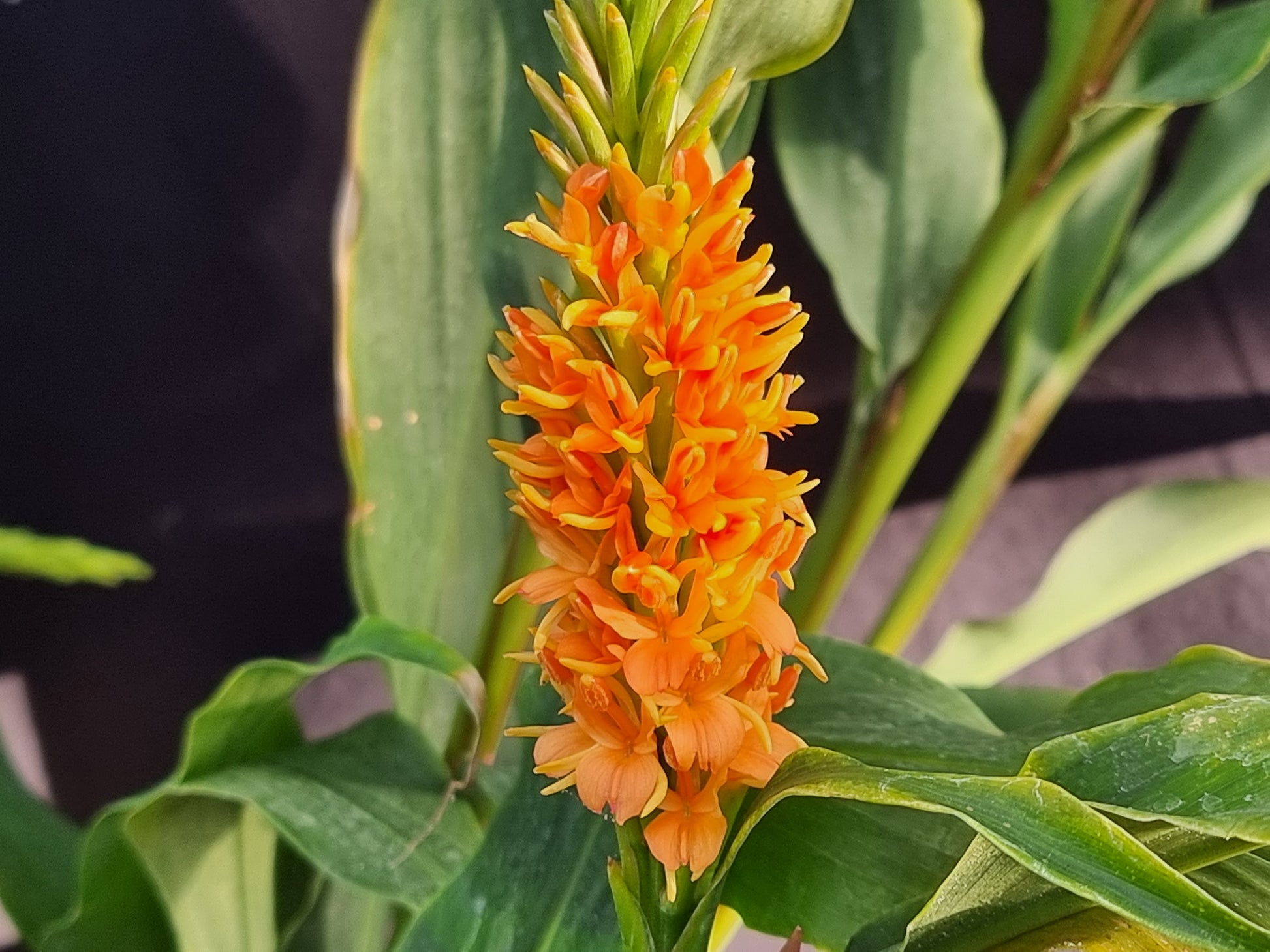 Hedychium densiflorum 'Assam orange'
