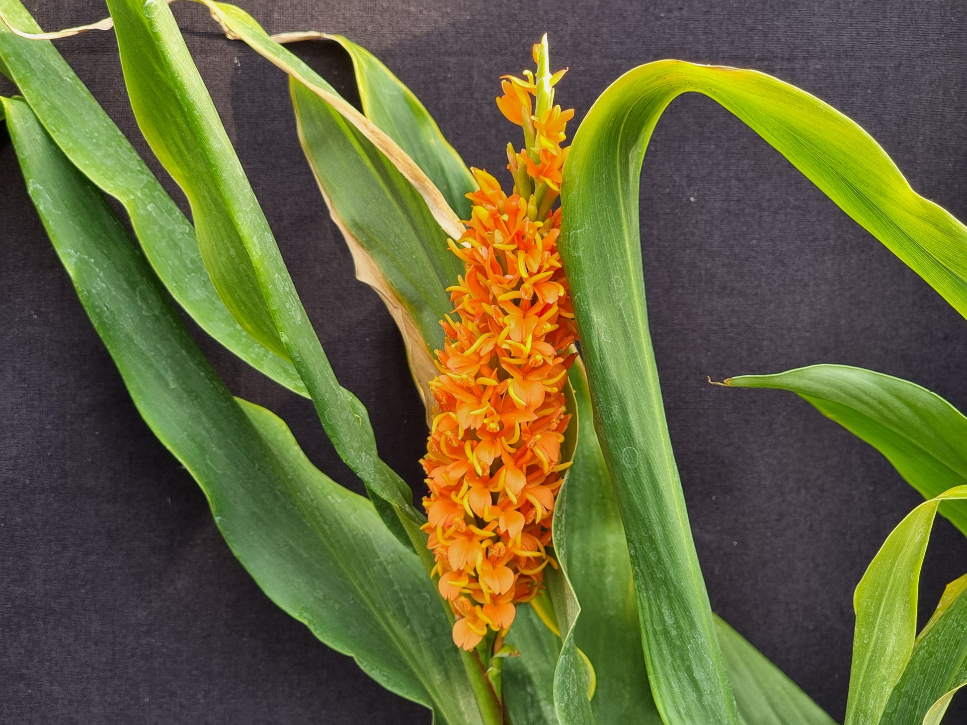 Hedychium densiflorum 'Assam orange'