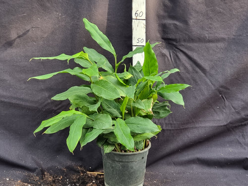Alpinia nutans