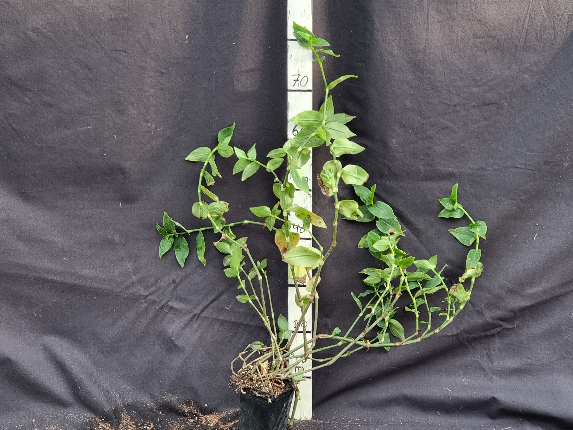 Tradescanthia fluminensis cv. Maiden's Blush