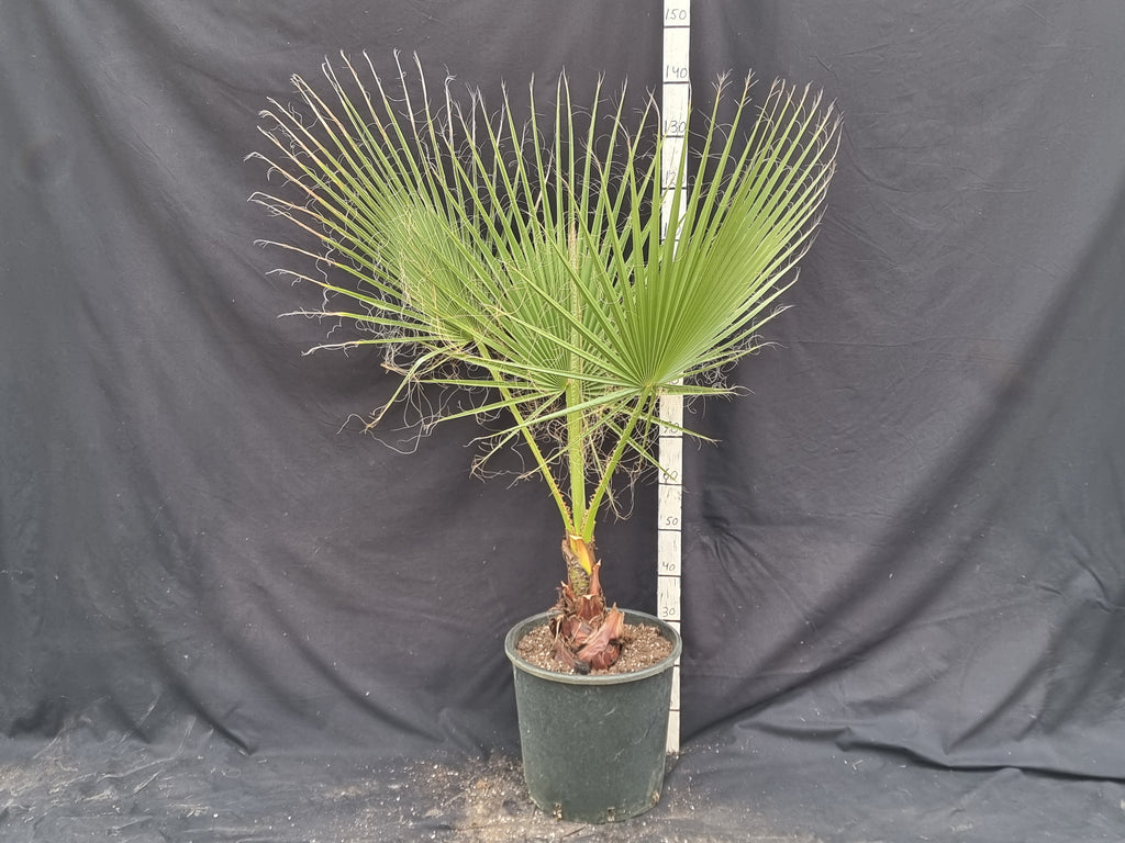 Washingtonia robusta