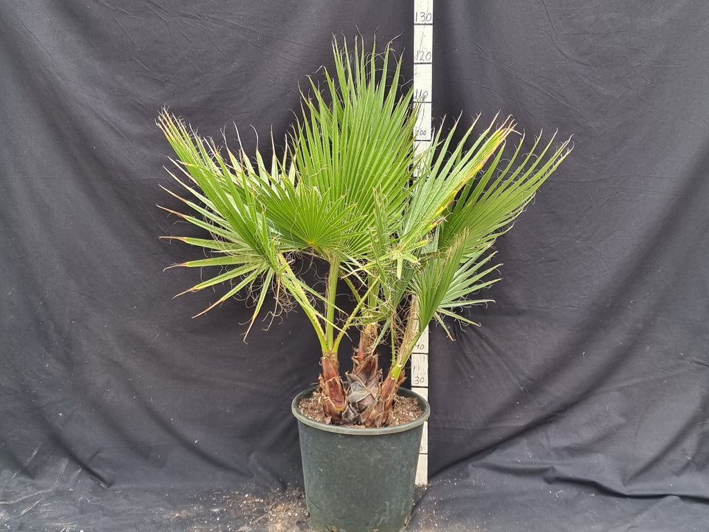 Washingtonia robusta trio