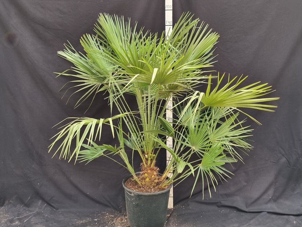 Chamaerops humilis