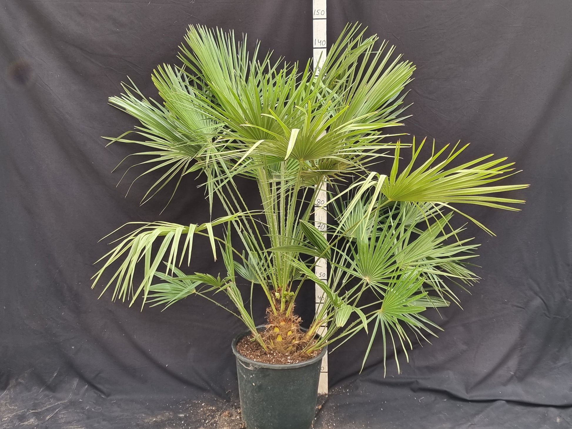 Chamaerops humilis