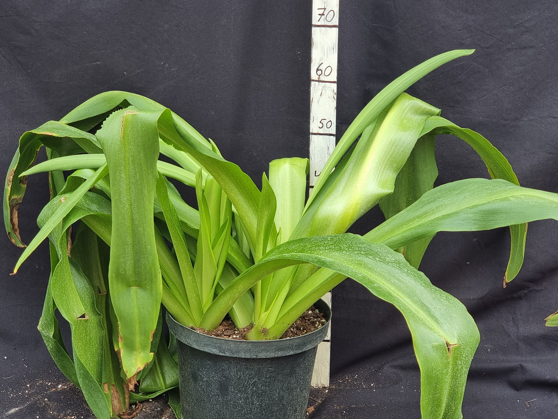 Eucomis pole-evansie trio