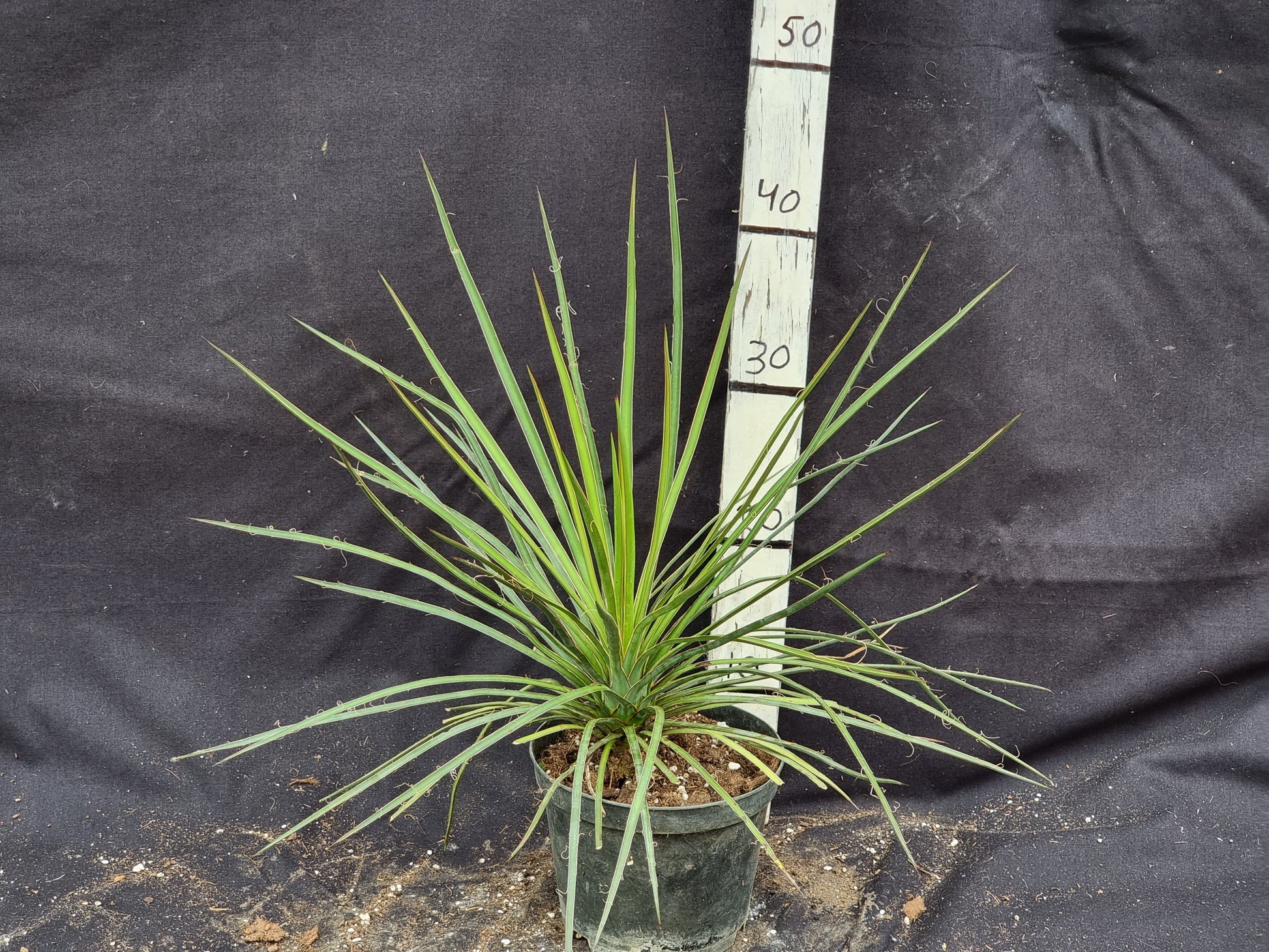 Yucca periculosa