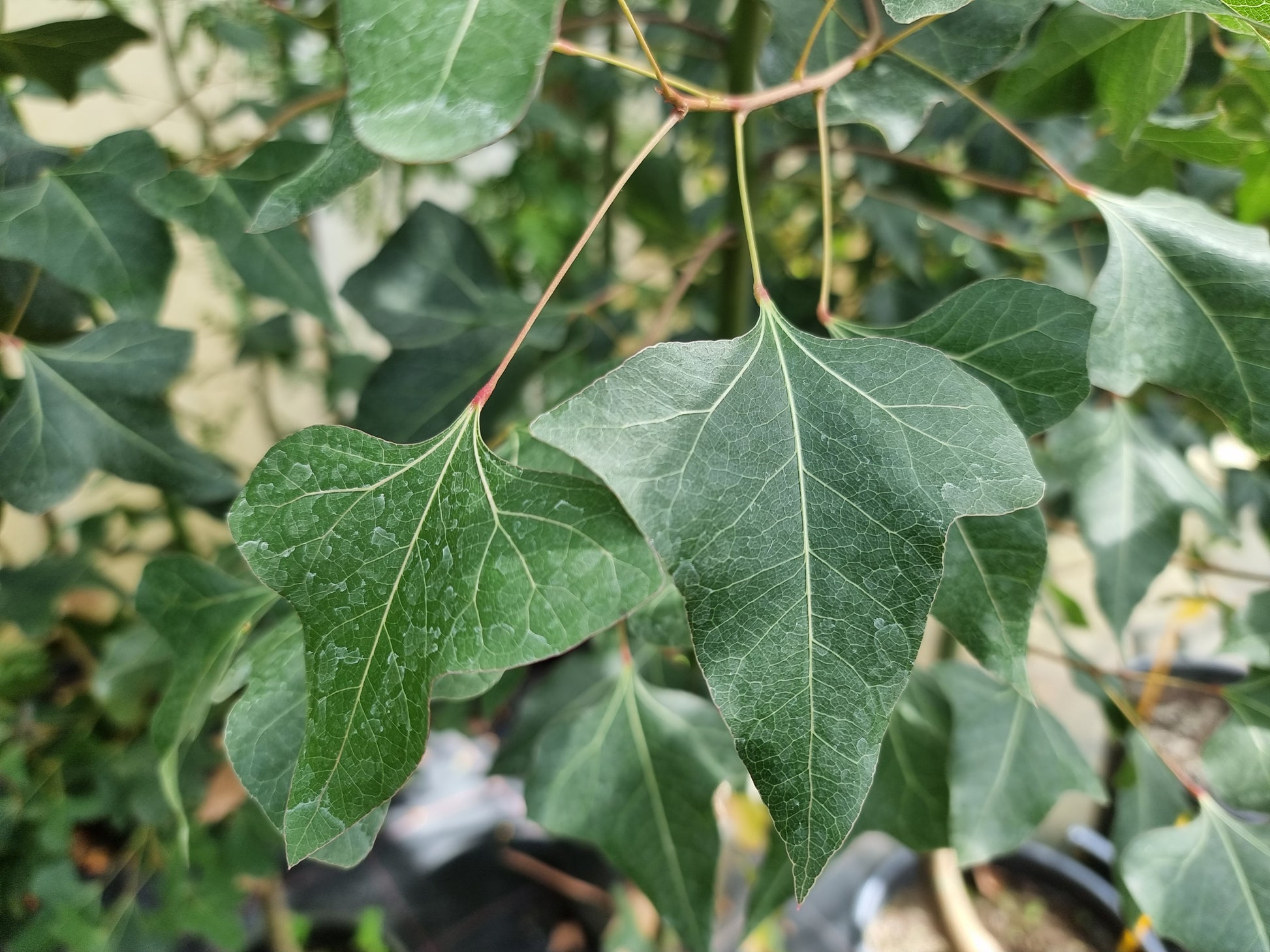 Brachychiton populneus ⚠️ Not shippable, pick-up only