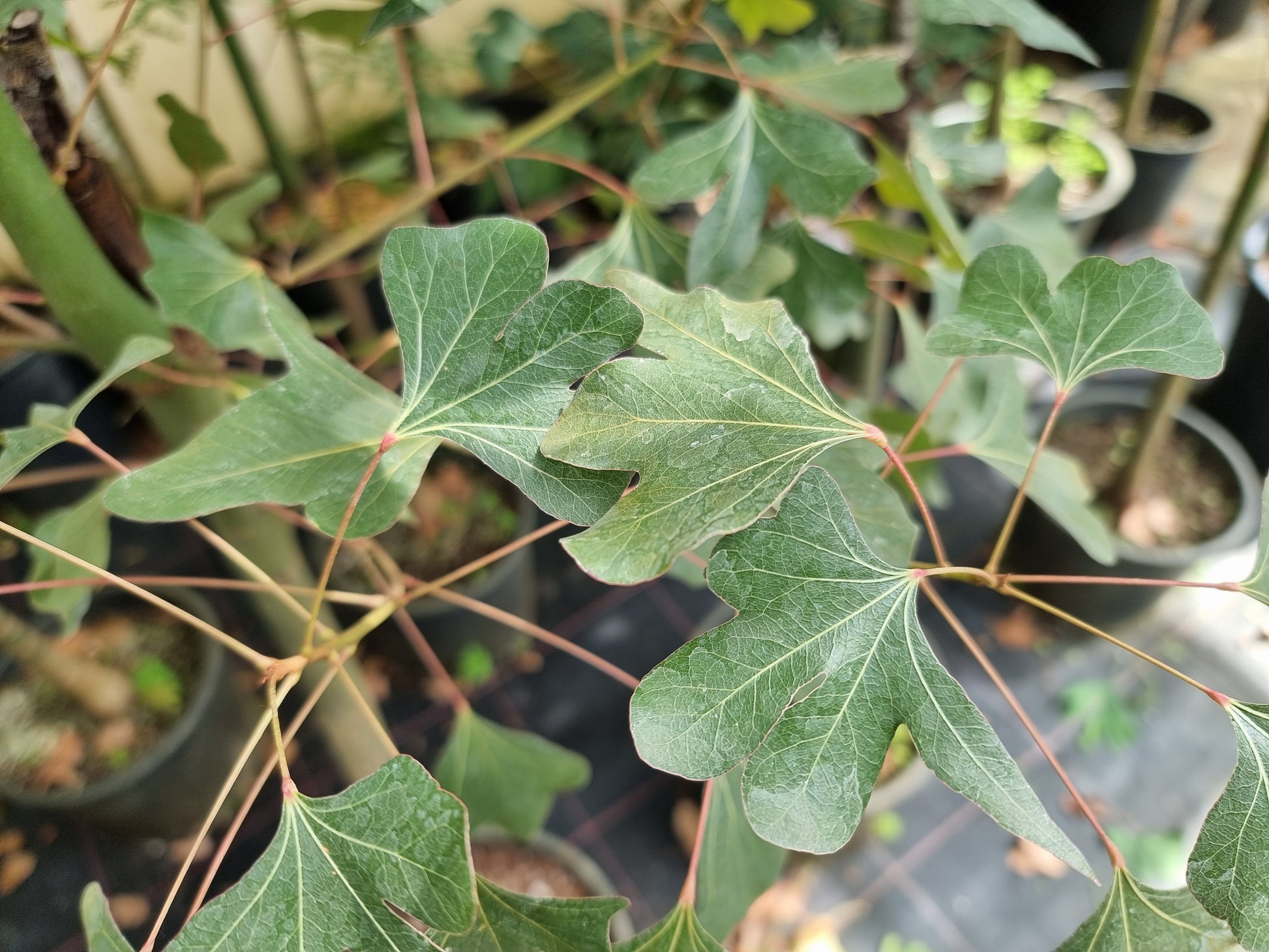 Brachychiton populneus ⚠️ Not shippable, pick-up only