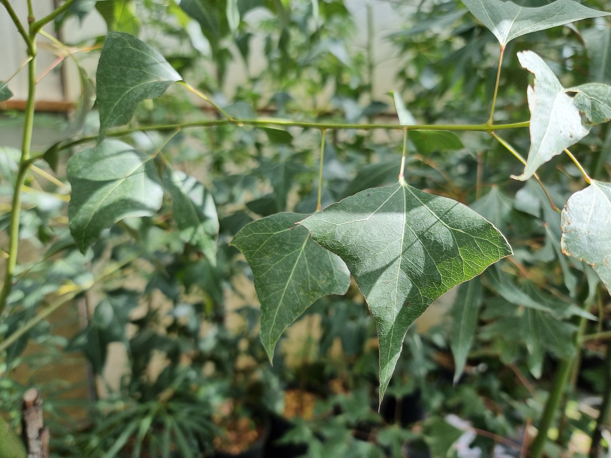 Brachychiton populneus ⚠️ Not shippable, pick-up only