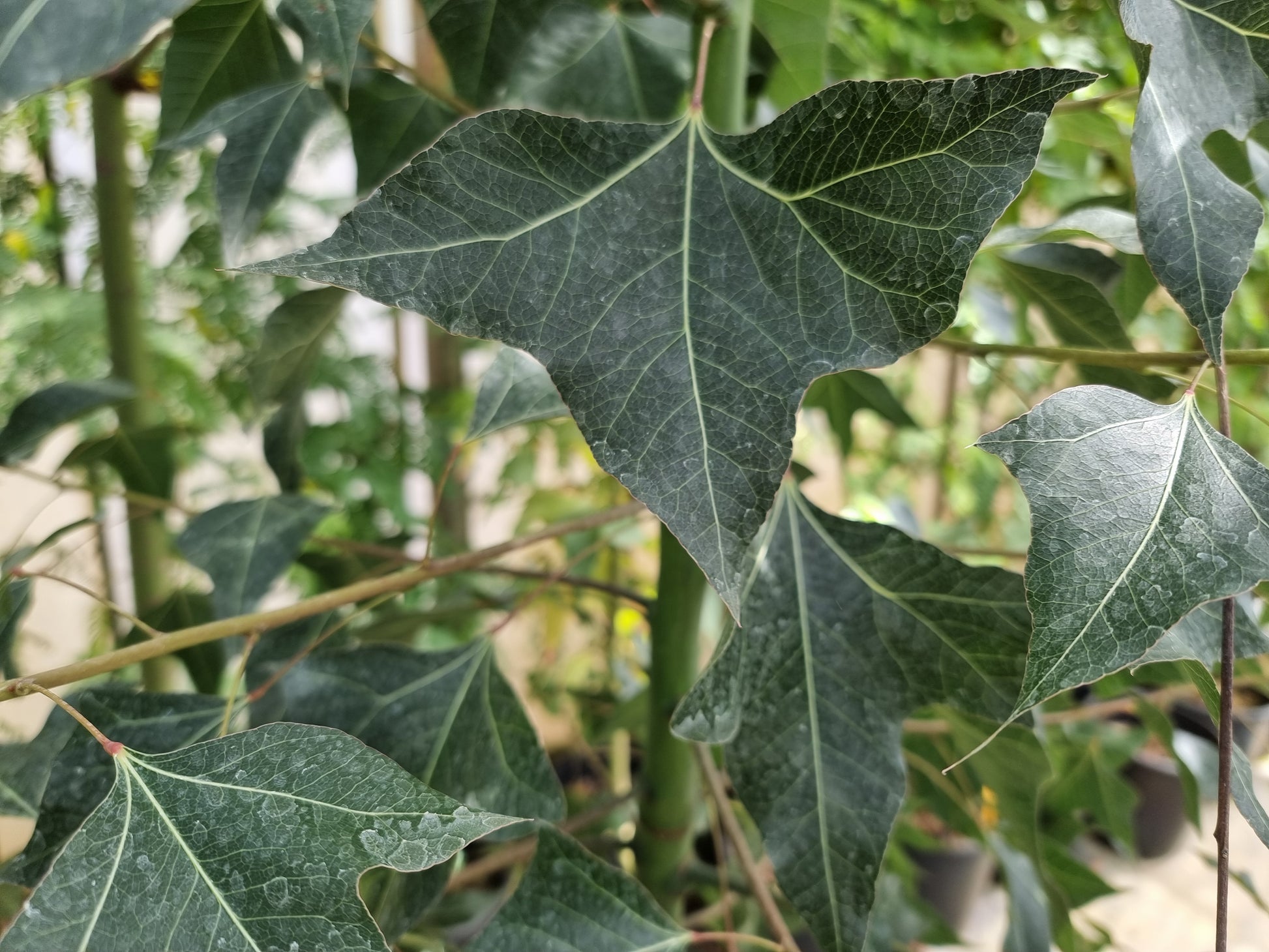 Brachychiton populneus ⚠️ Not shippable, pick-up only