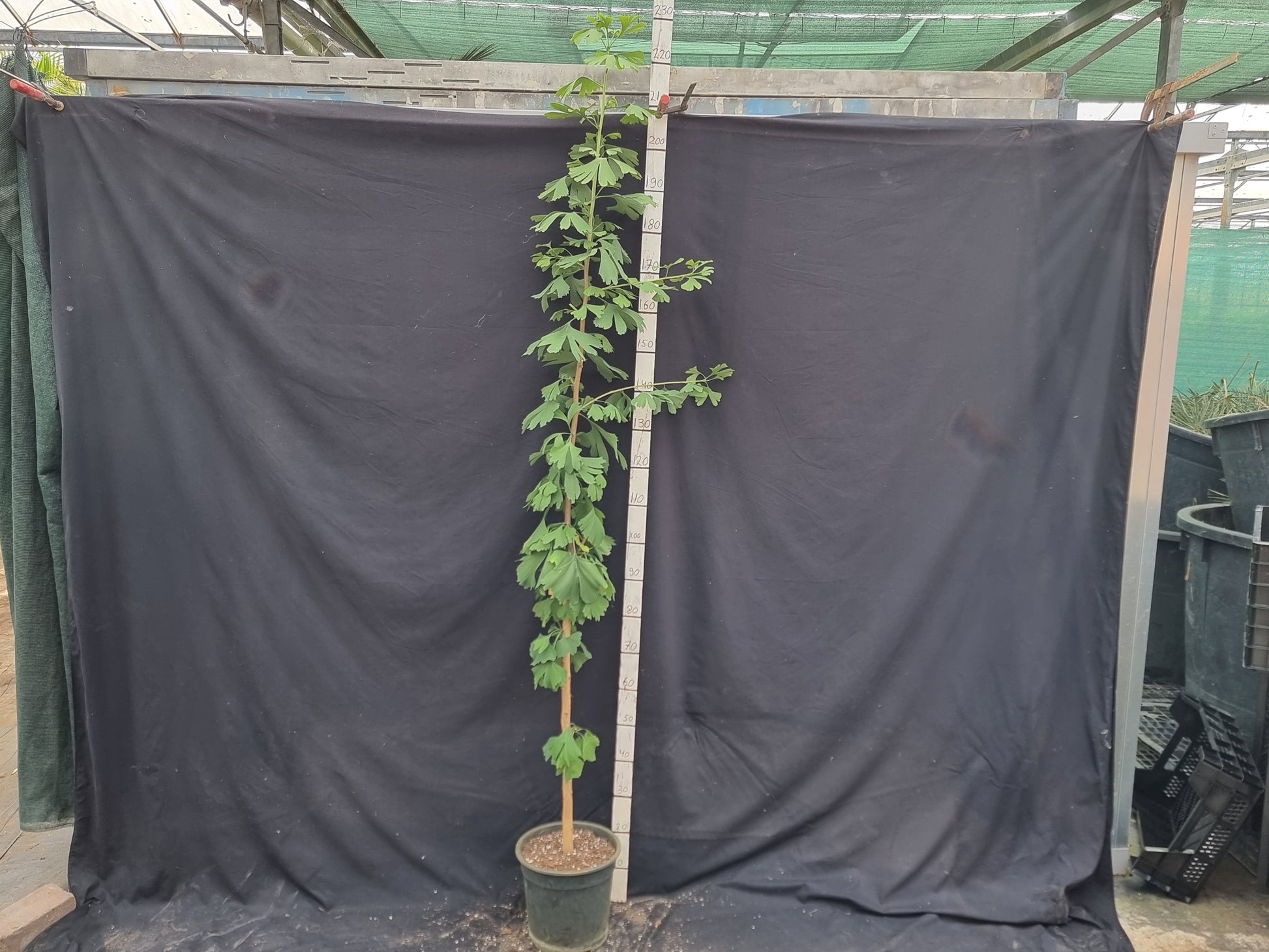 Ginkgo biloba ⚠️ Not shippable, pick-up only