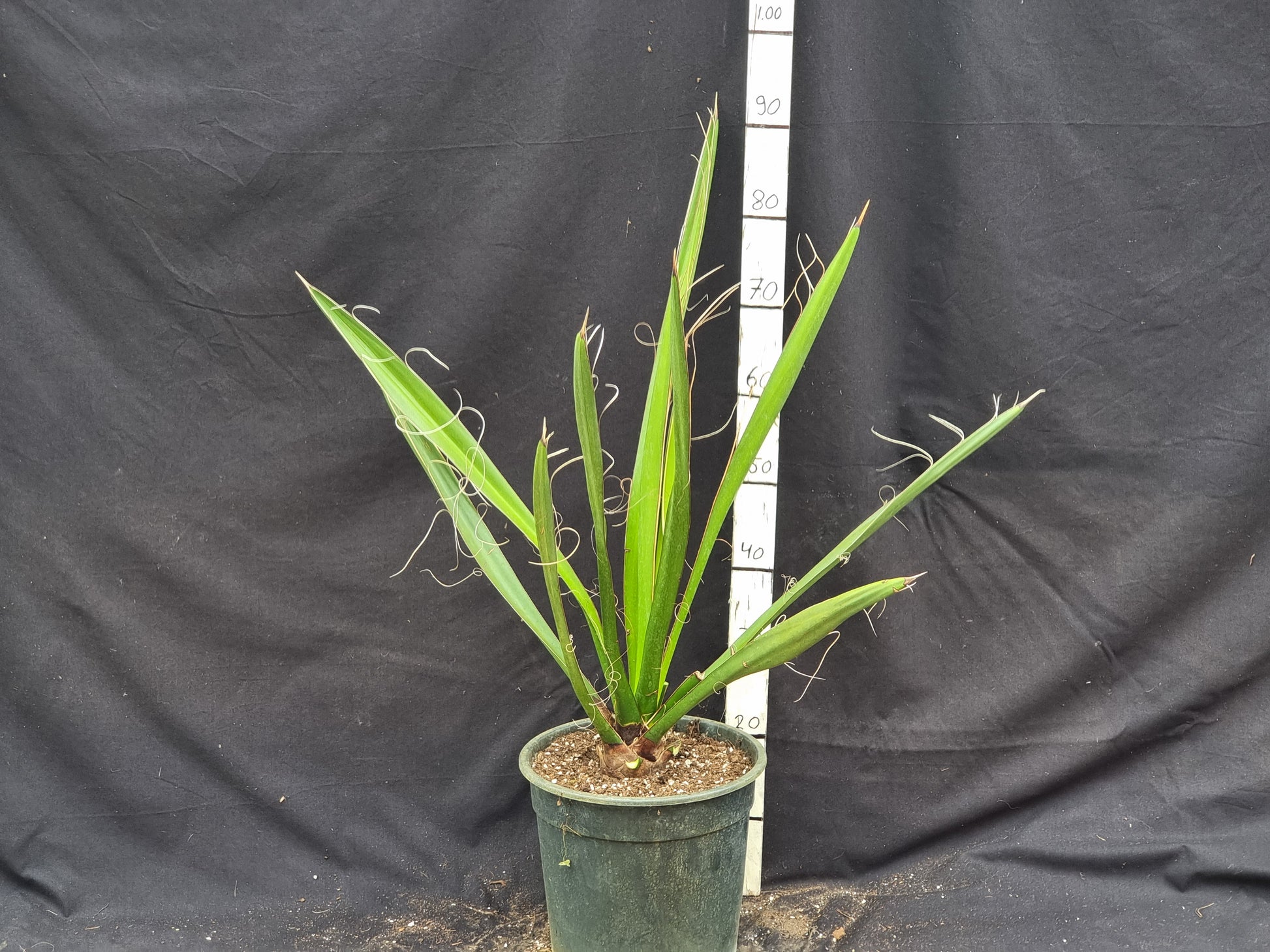 Yucca carnerosana