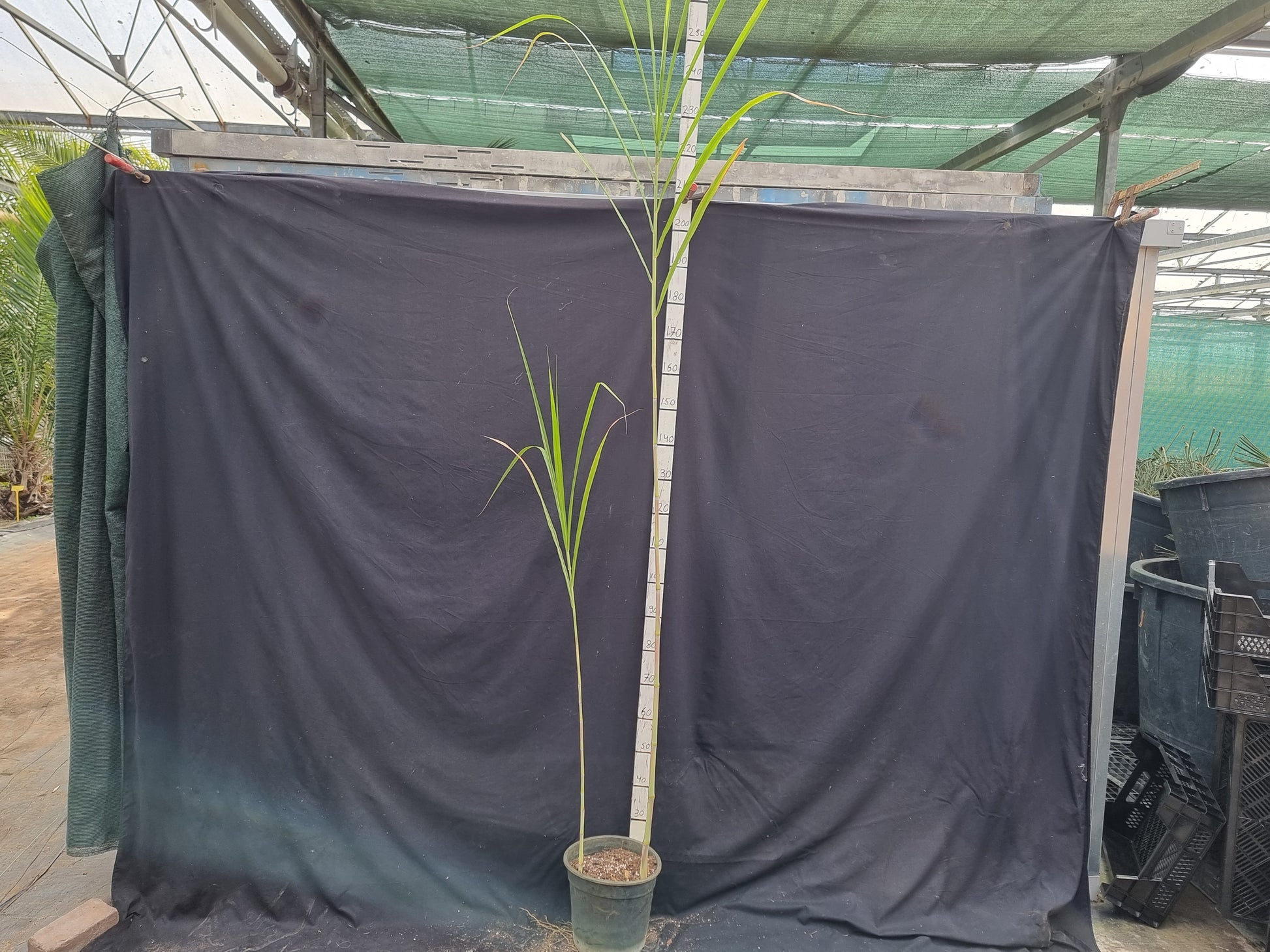 Miscanthus sacchariflorus subsp. Lutarioriparius