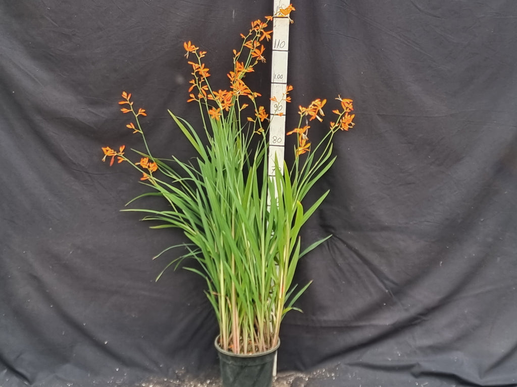 Crocosmia aurea