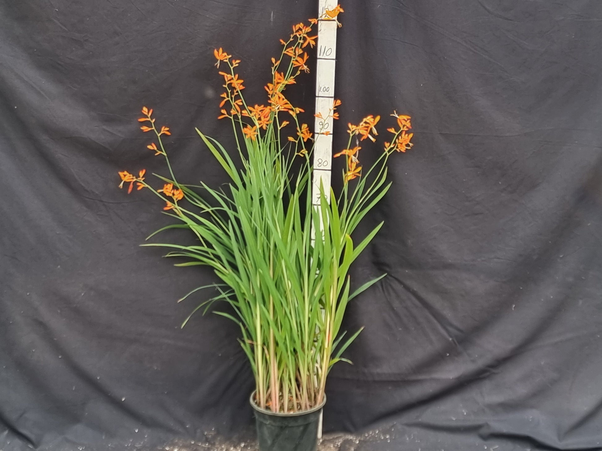 Crocosmia aurea