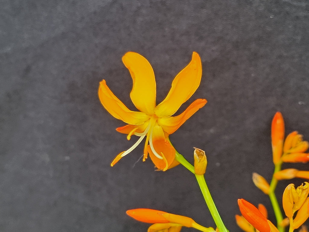 Crocosmia aurea